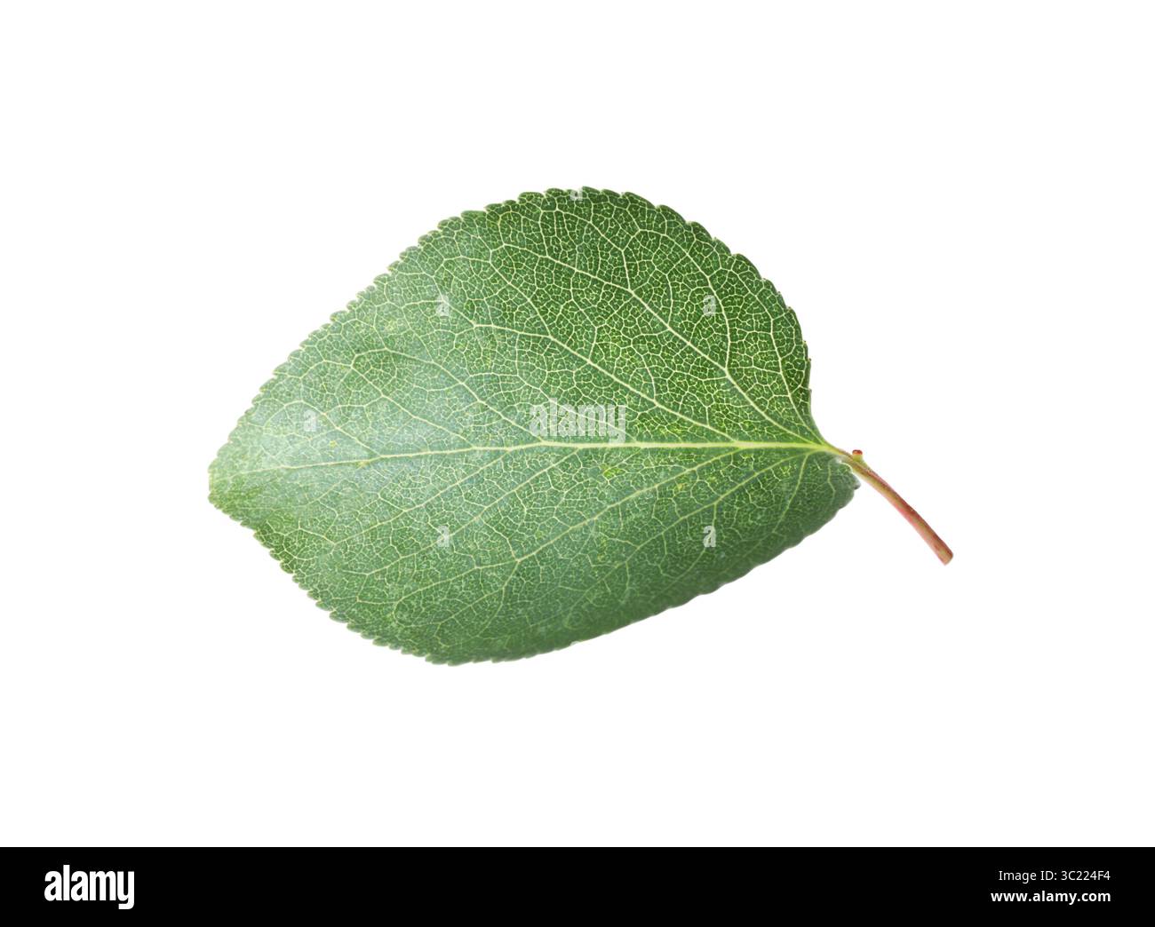 Une feuille d'abricot vert isolée sur blanc Banque D'Images