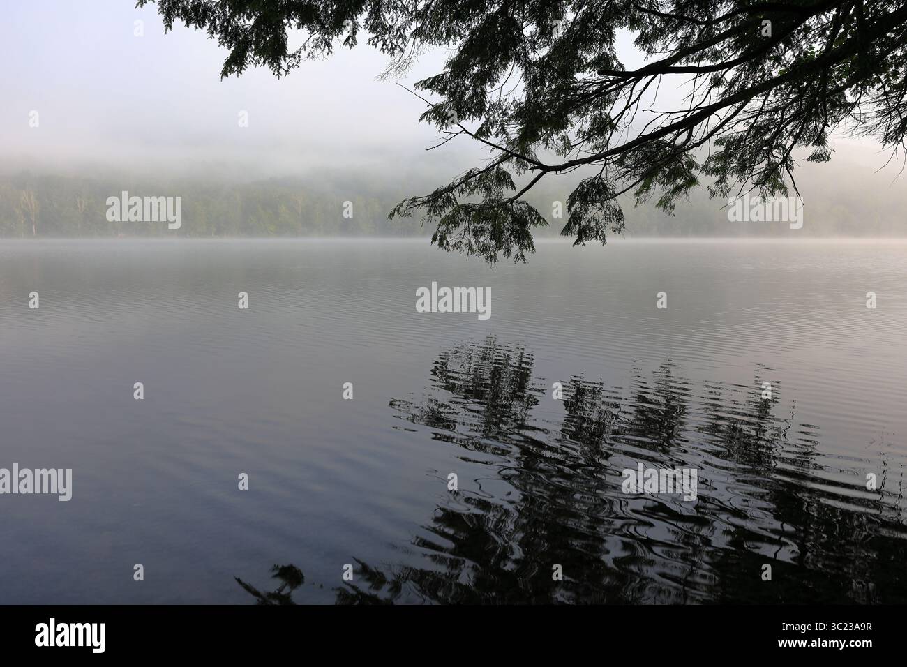 Branche de pin reflétée dans l'eau le long de la rive d'un lac de montagne à l'aube Banque D'Images Branche de pin reflétée dans l'eau le long de la rive d'un lac de montagne à l'aube Banque D'Images