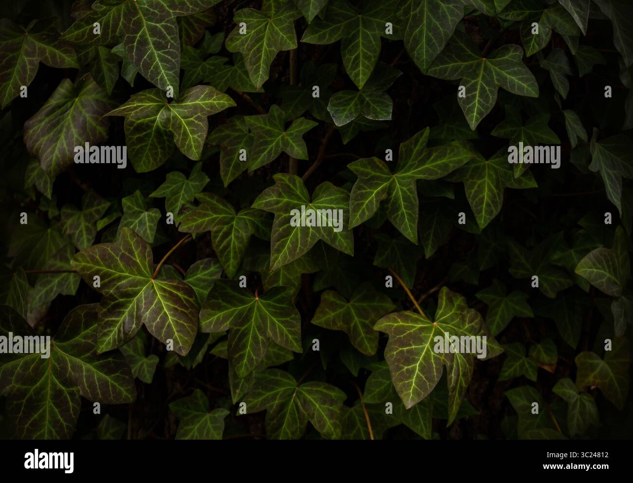 Feuilles de lierre de l'Himalaya, fond Hedera Nepalensis. Fond de feuilles de lierre vert naturel. Feuilles texturées vertes poussant sur un tronc d'arbre. Banque D'Images