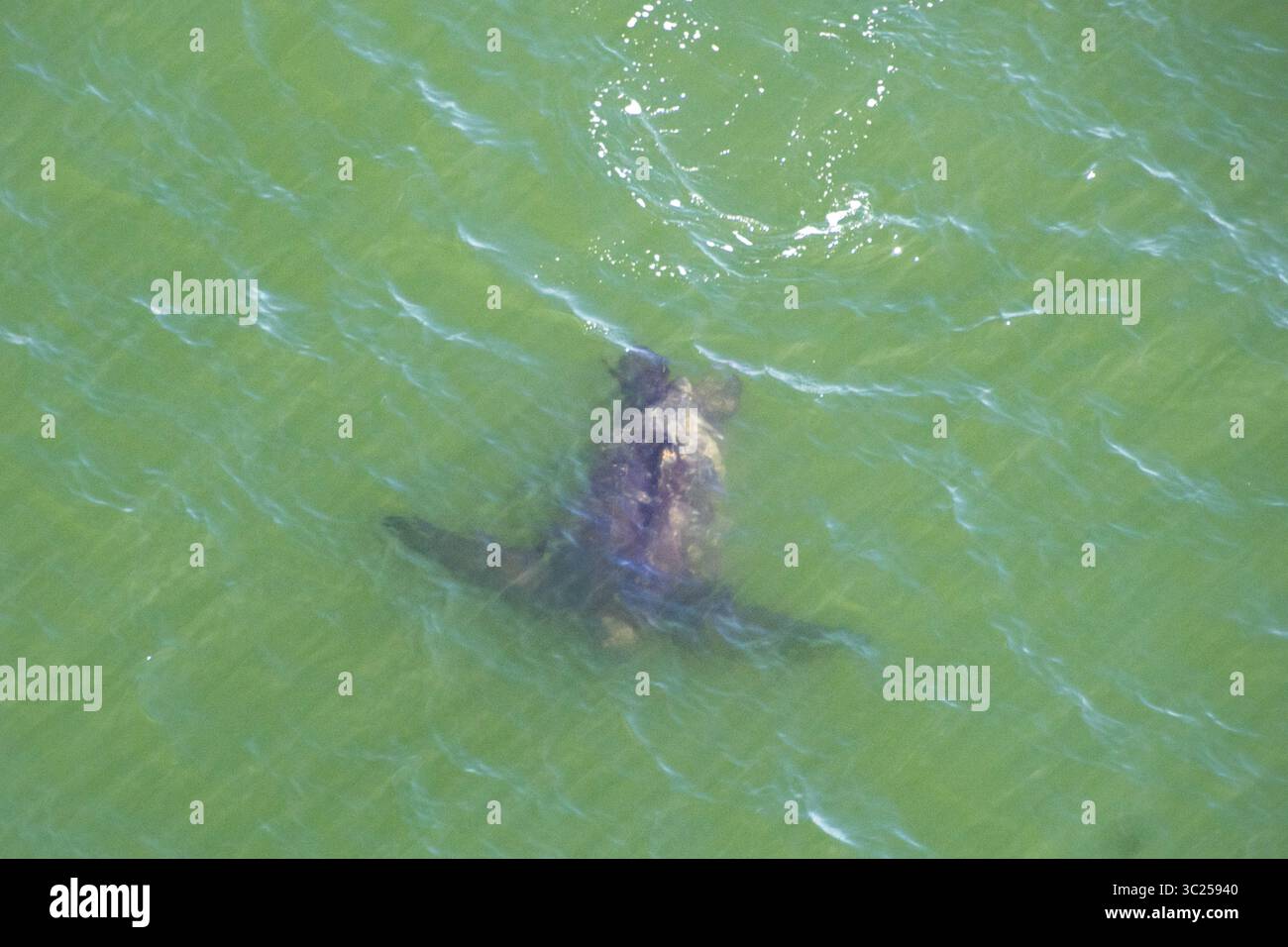 10 avril 2017 - Caroline du Sud, États-Unis - la tortue de mer Leatherback, la plus grande tortue du monde, traverse les eaux atlantiques au large des côtes de Caroline du Sud (crédit image : © Edwin Remsberg / Vwpics/VW pics via ZUMA Wire) Banque D'Images