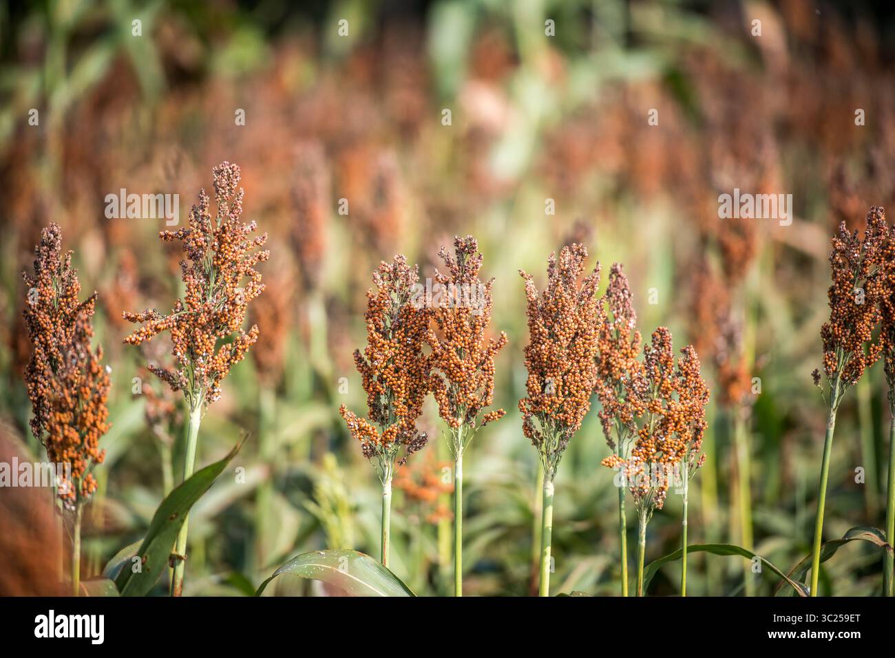 20 septembre 2017 - Tifton, Géorgie, États-Unis - regard détaillé sur les gousses sur le dessus de l'usine de grain de sorgho, Tifton, Géorgie. (Crédit image : © Edwin Remsberg / Vwpics/VW pics via ZUMA Wire) Banque D'Images