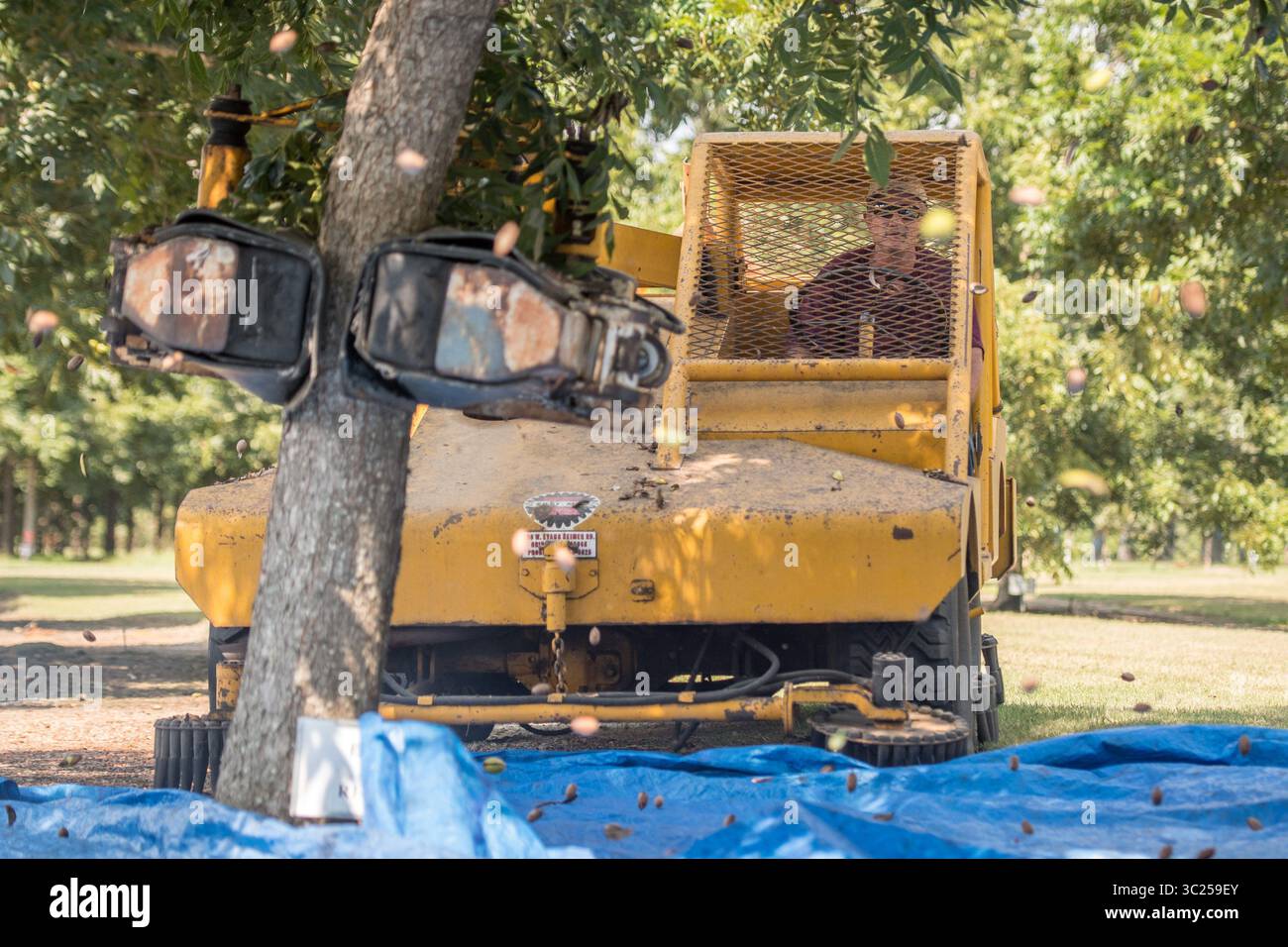20 septembre 2017 - Tifton, Géorgie, États-Unis - homme exploitant un secoueur d'arbre pour enlever les noix de pécan de l'arbre, Tifton, Géorgie. (Crédit image : © Edwin Remsberg / Vwpics/VW pics via ZUMA Wire) Banque D'Images