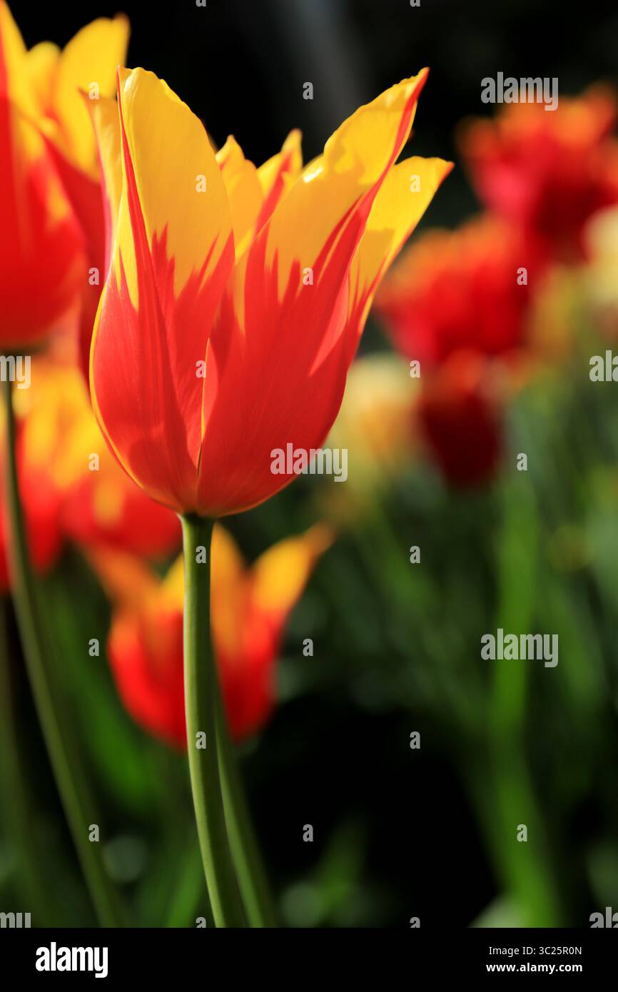 J'aime la façon dont cette tulipe ressemble à un feu. Banque D'Images