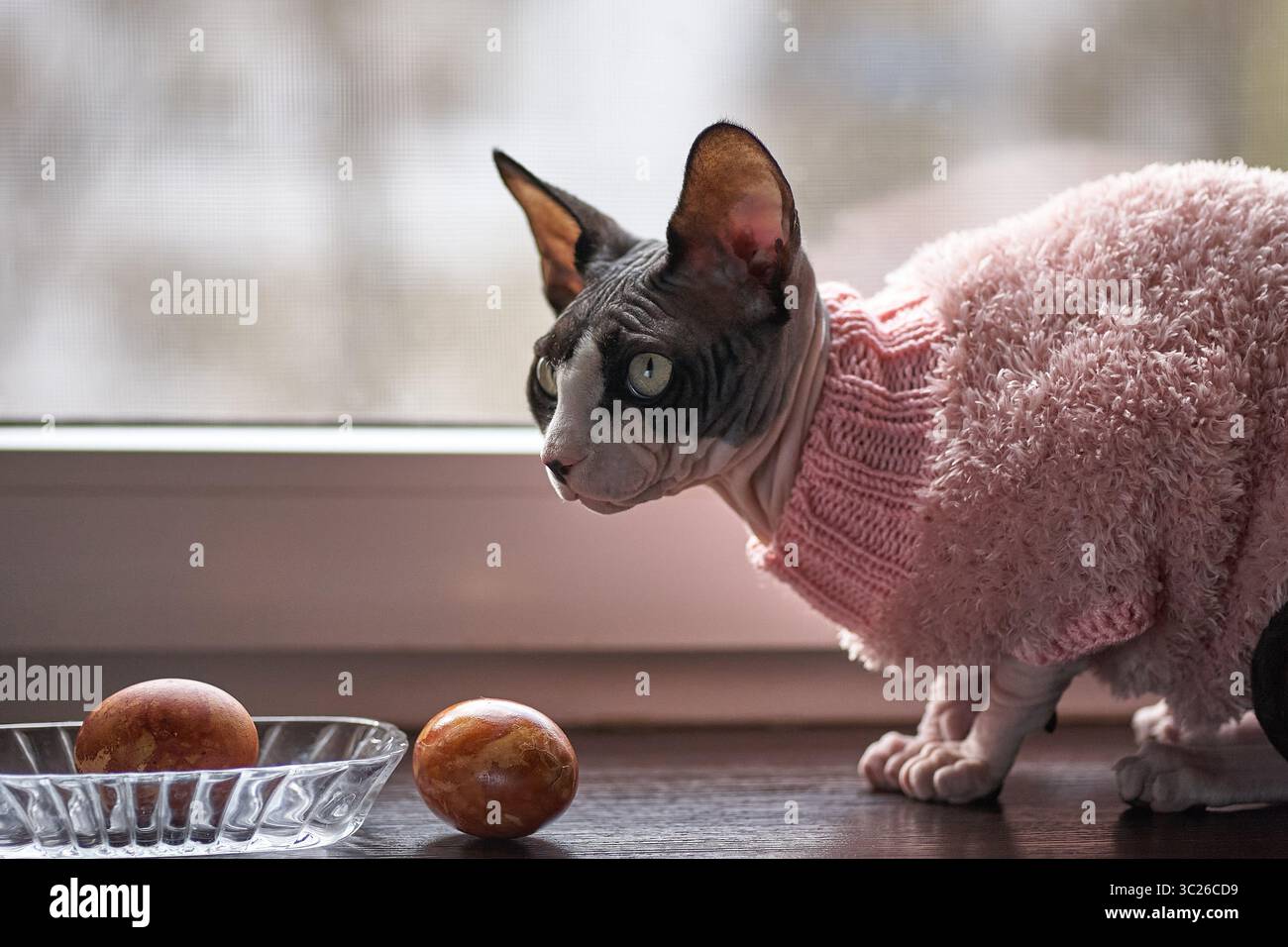 Un chat Sphynx porte un pull tricoté rose et regarde attentivement deux œufs assis sur une assiette en verre. Le chat est positionné sur un rebord de fenêtre en bois Banque D'Images