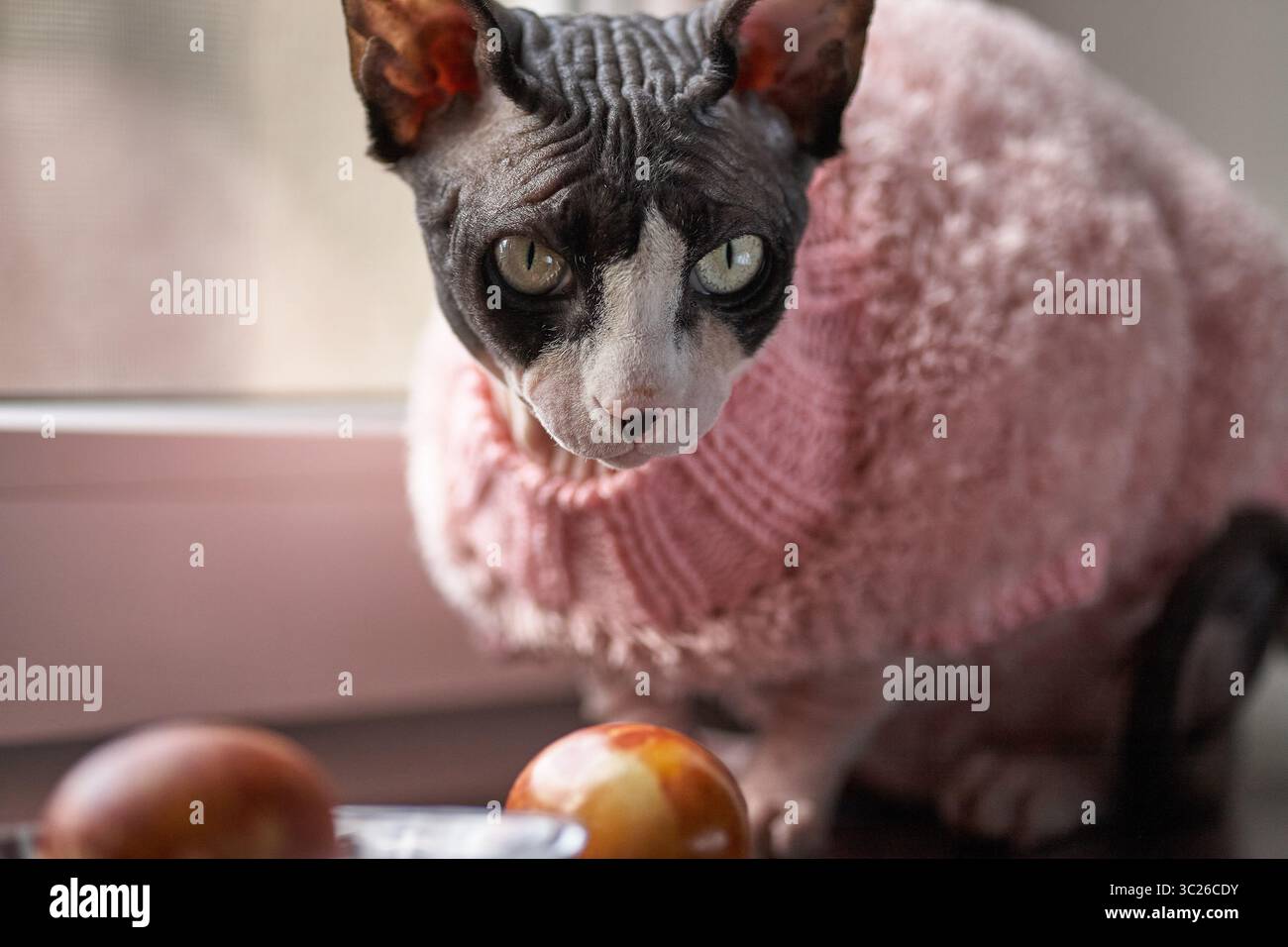 Un chat élégant et à poil court, probablement un Sphynx, porte un pull tricoté rose. Le chat est positionné devant une fenêtre, regardant attentivement Somethin Banque D'Images