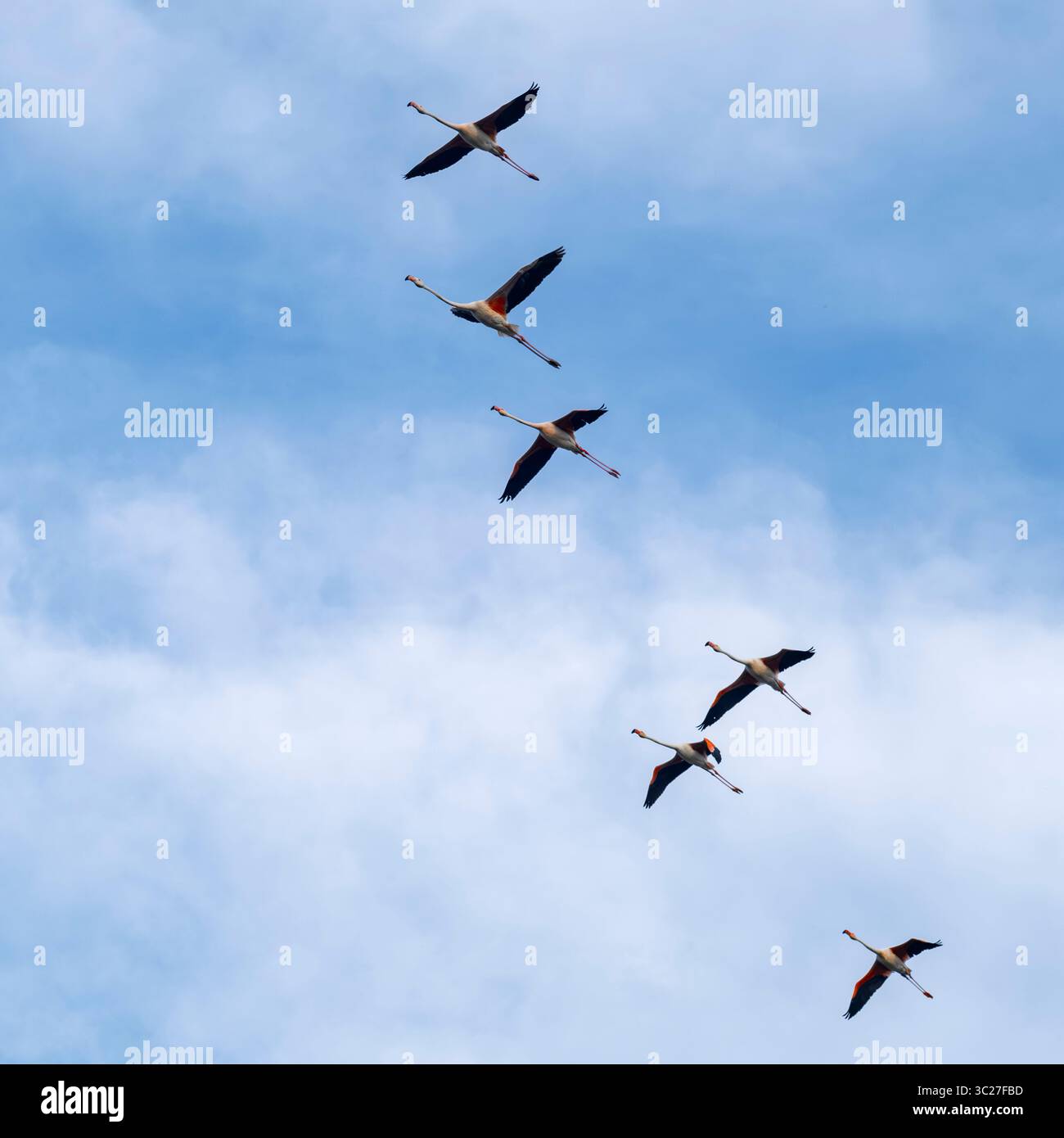 Un vol de flamants roses vu d'en bas d'une tour d'observation dans les vallées de Comacchio, une partie du parc régional du delta du Pô, province de Ferrare, EMI Banque D'Images