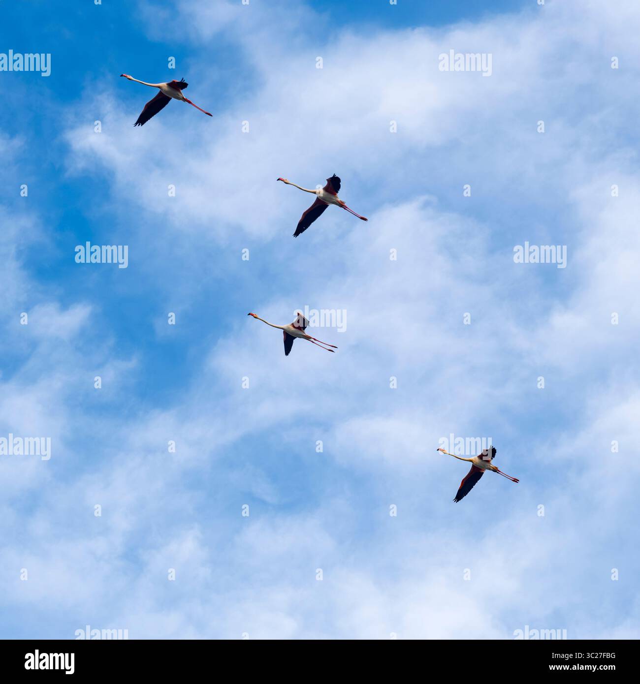 Un vol de flamants roses vu d'en bas d'une tour d'observation dans les vallées de Comacchio, une partie du parc régional du delta du Pô, province de Ferrare, EMI Banque D'Images