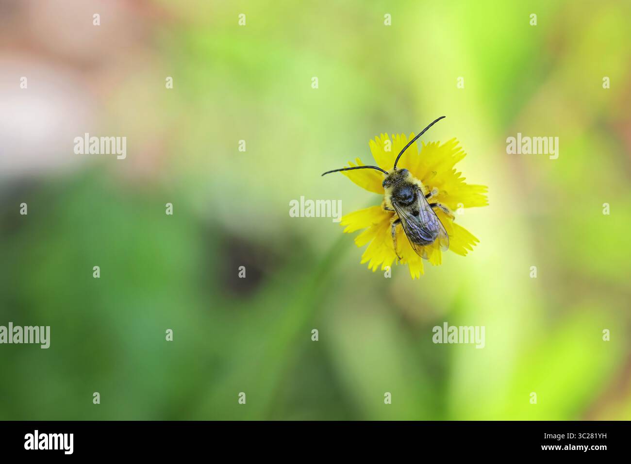 Petite abeille longhorn assise sur une fleur jaune vibrante. Gros plan. Banque D'Images