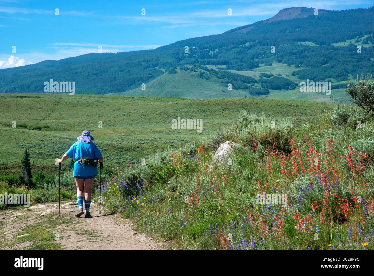 Une femelle adulte seule utilise des bâtons de randonnée pour se soutenir le long du sentier Brush près de Crested Butte, Colorado. Banque D'Images