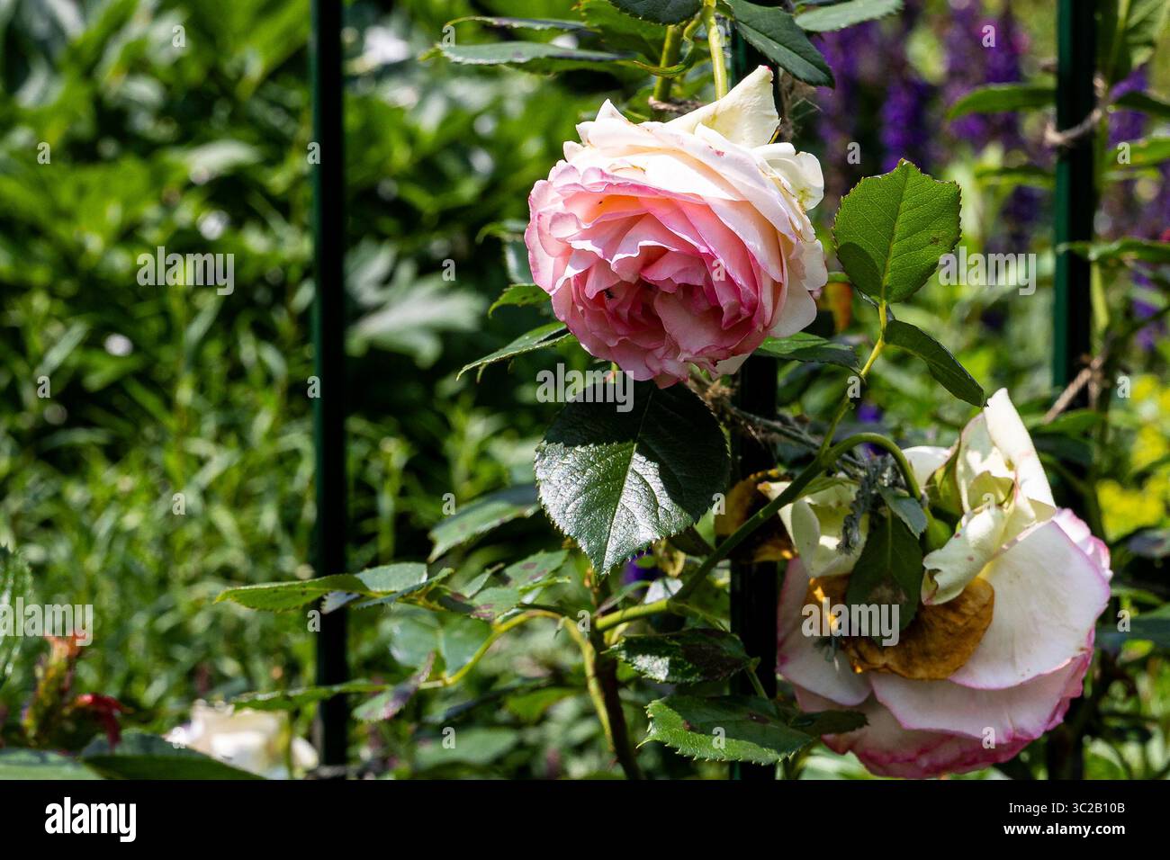 Belle rose et blanche fleurissant sur un rosier dans un jardin, tandis qu'une autre rose flétrit et se décompose à proximité, mettant en valeur le cycle de la vie et de la mort Banque D'Images Belle rose et blanche fleurissant sur un rosier dans un jardin, tandis qu'une autre rose flétrit et se décompose à proximité, mettant en valeur le cycle de la vie et de la mort Banque D'Images