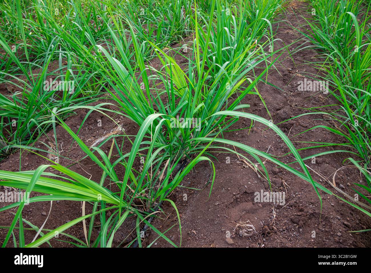 La canne à sucre pousse dans les champs. Gros plan de la petite canne à sucre se balançant dans le vent. Banque D'Images
