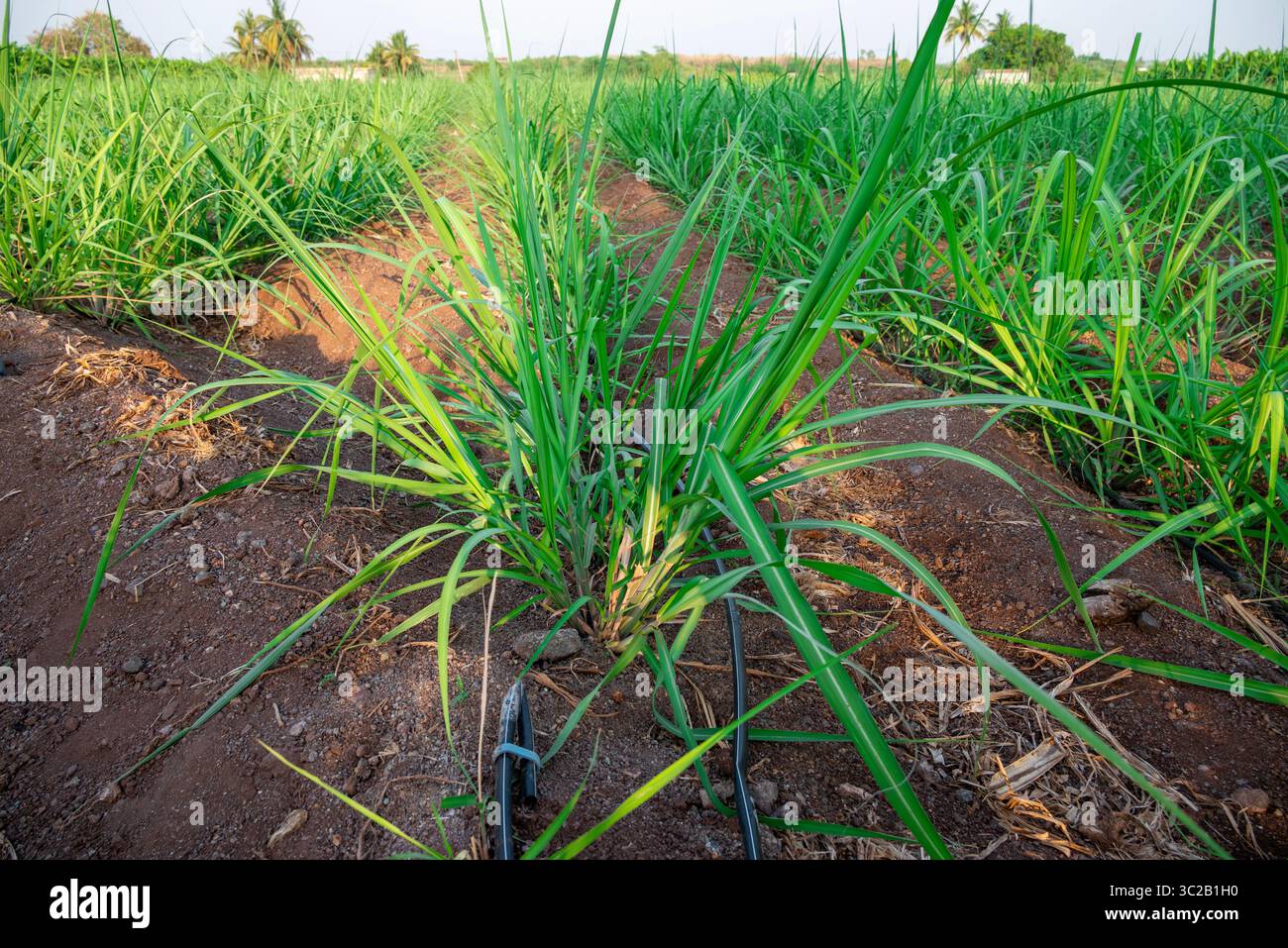 La canne à sucre pousse dans les champs. Gros plan de la petite canne à sucre se balançant dans le vent. Banque D'Images