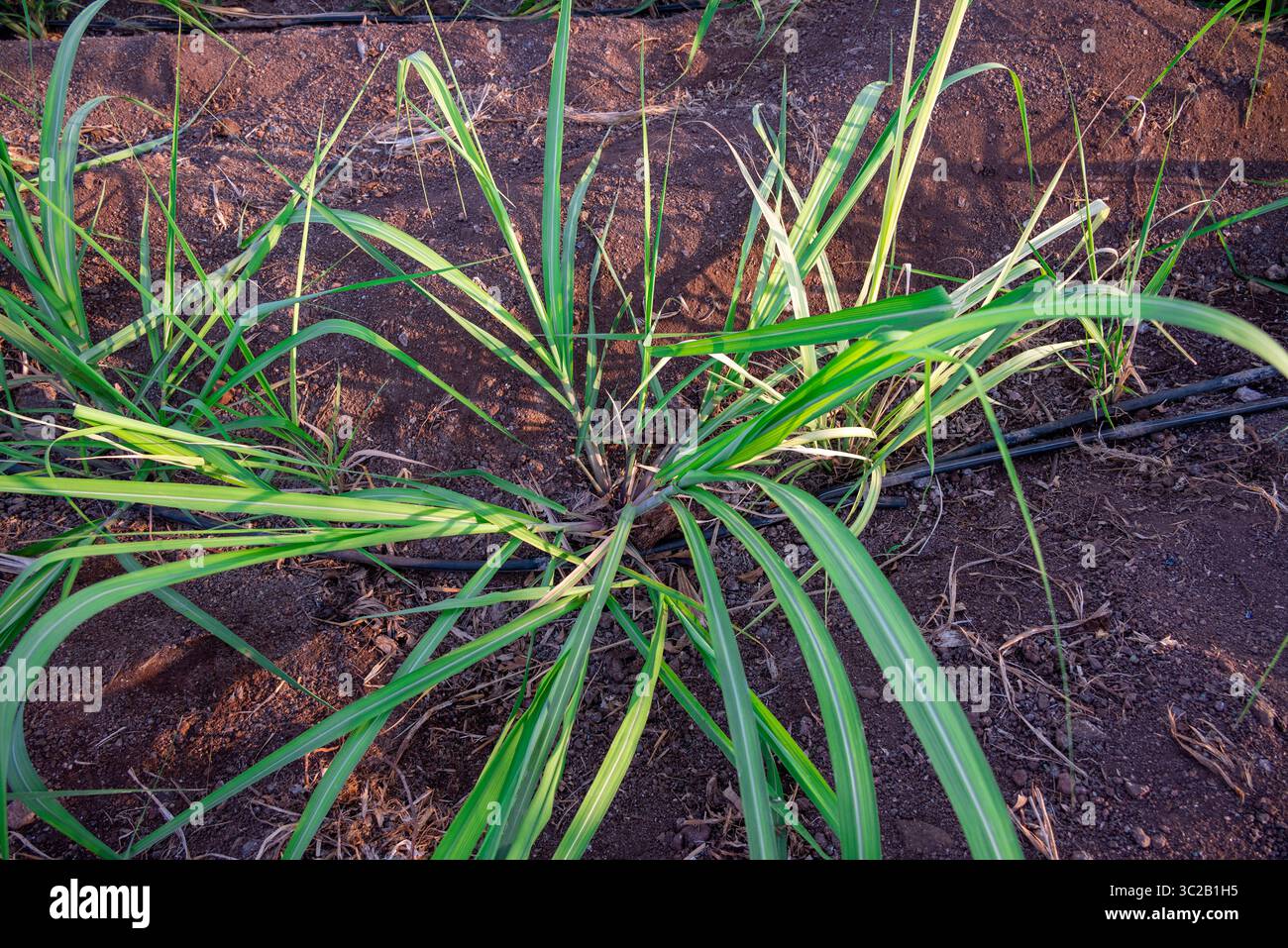 La canne à sucre pousse dans les champs. Gros plan de la petite canne à sucre se balançant dans le vent. Banque D'Images