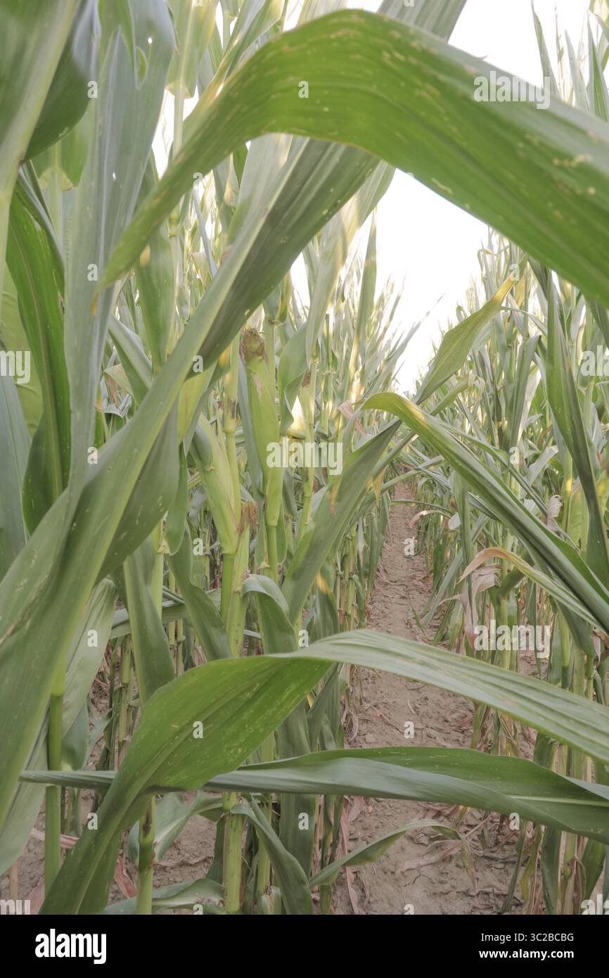 Épis de maïs blanc dans le champ avant la récolte Banque D'Images