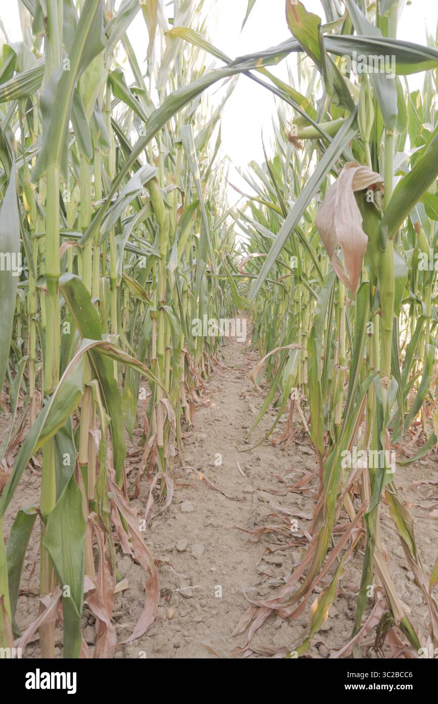 Épis de maïs blanc dans le champ avant la récolte Banque D'Images