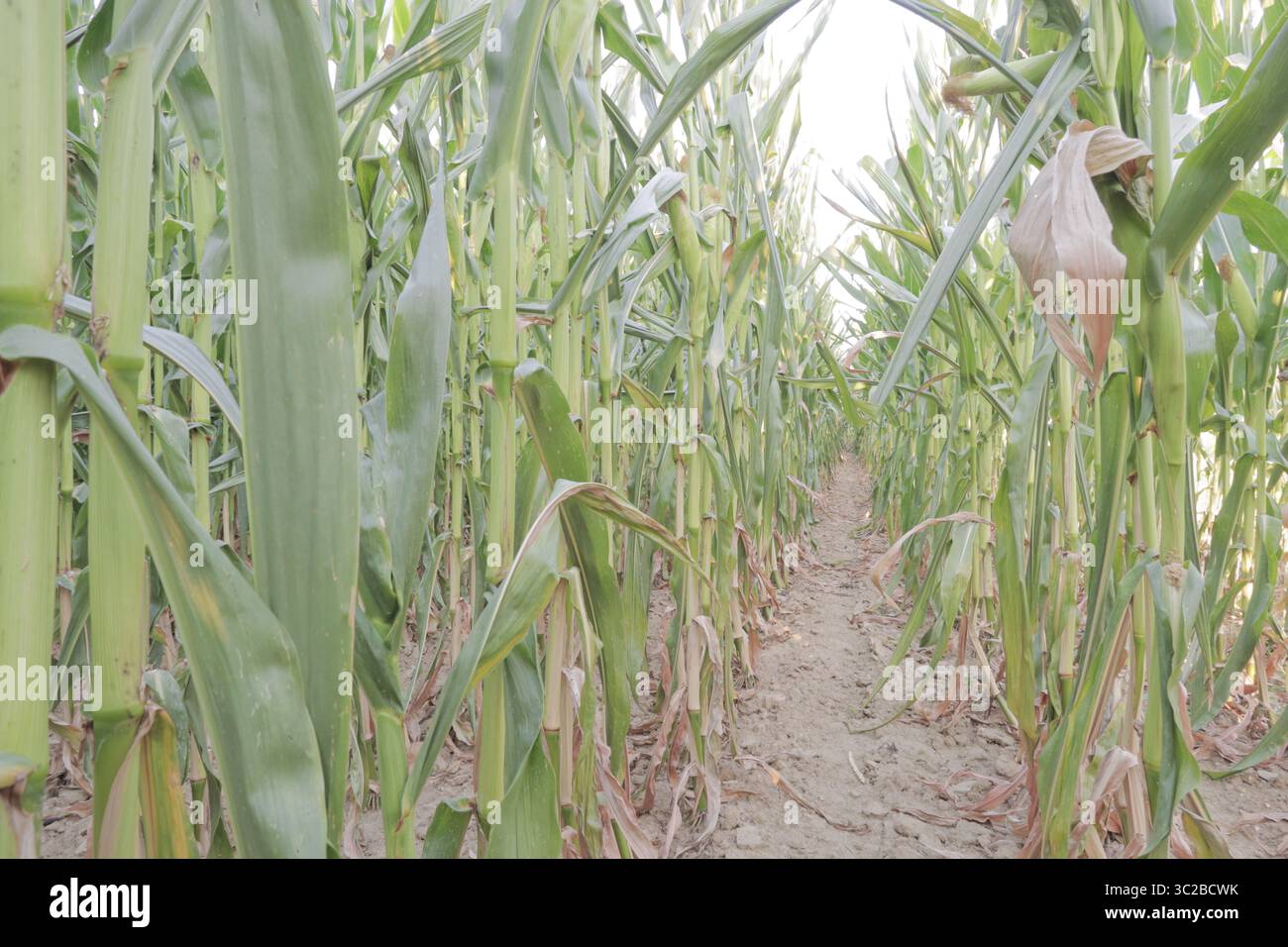 Épis de maïs blanc dans le champ avant la récolte Banque D'Images
