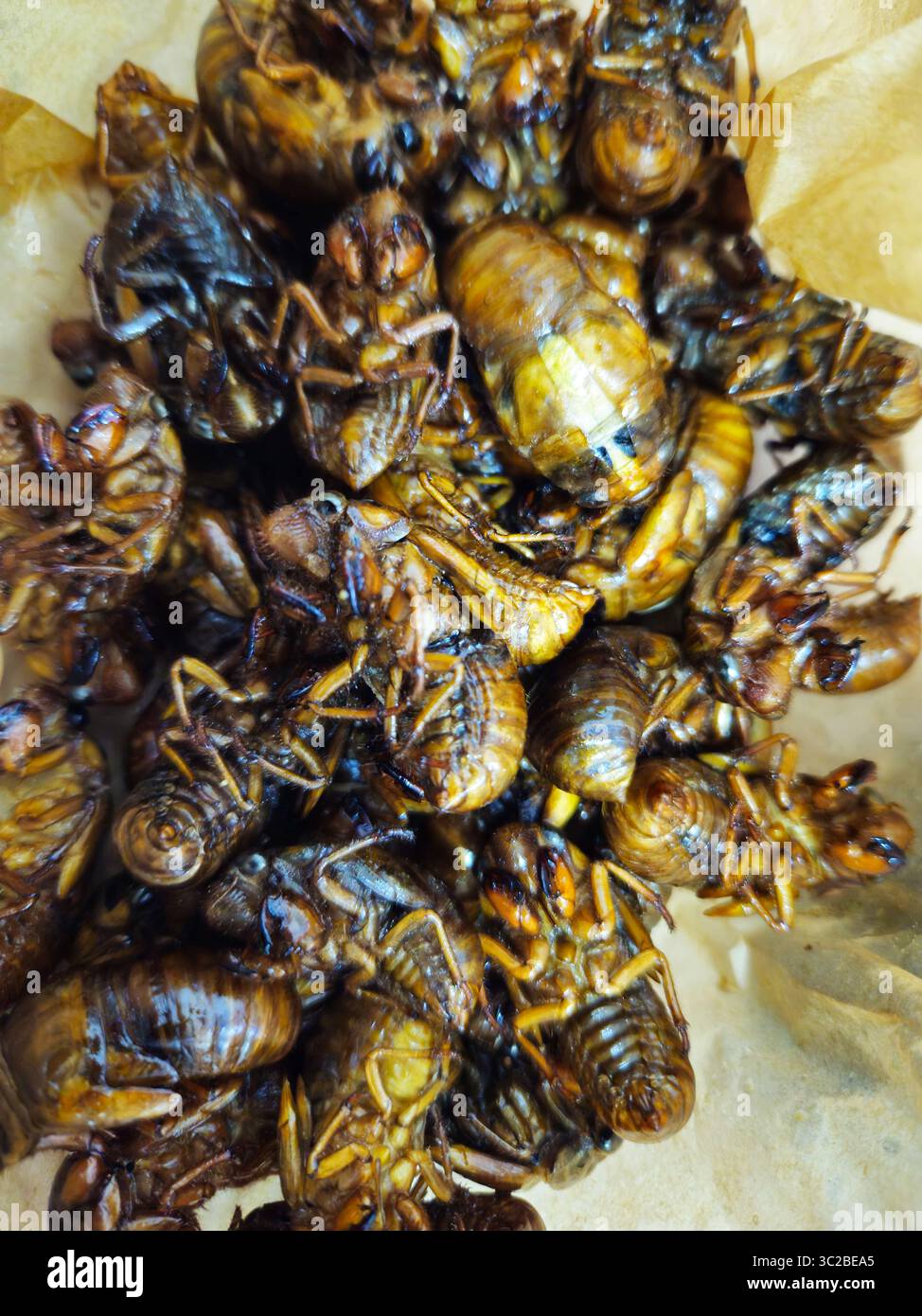 Insectes Cicada frits comme source de protéines comestibles dans la cuisine asiatique Banque D'Images