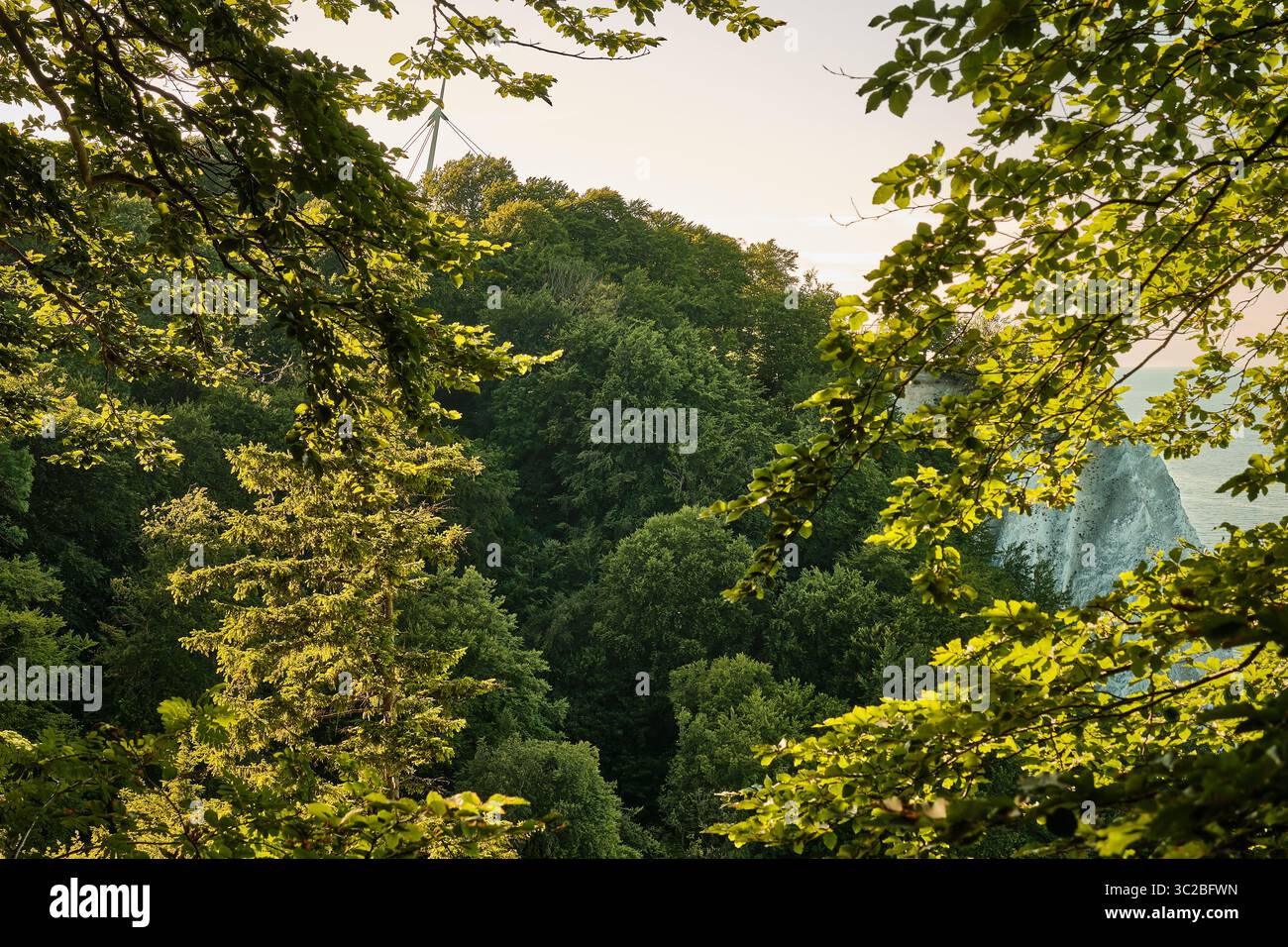 8 juillet 2025 - Parc National de Jasmund-Allemagne : touristes sur le célèbre point de vue de la falaise de craie de Kings chair au-dessus de la forêt de hêtres verts et le coa de la mer Baltique Banque D'Images