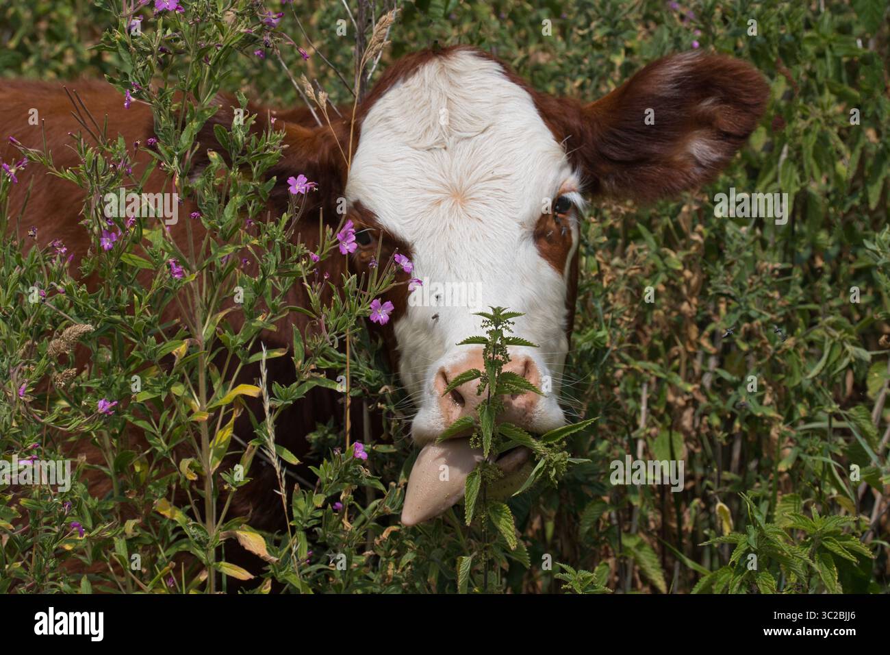 Un gros plan de la tête d'une vache brune avec un visage blanc caché dans la végétation pendant qu'elle se nourrit. Sa langue dépasse en se nourrissant Banque D'Images