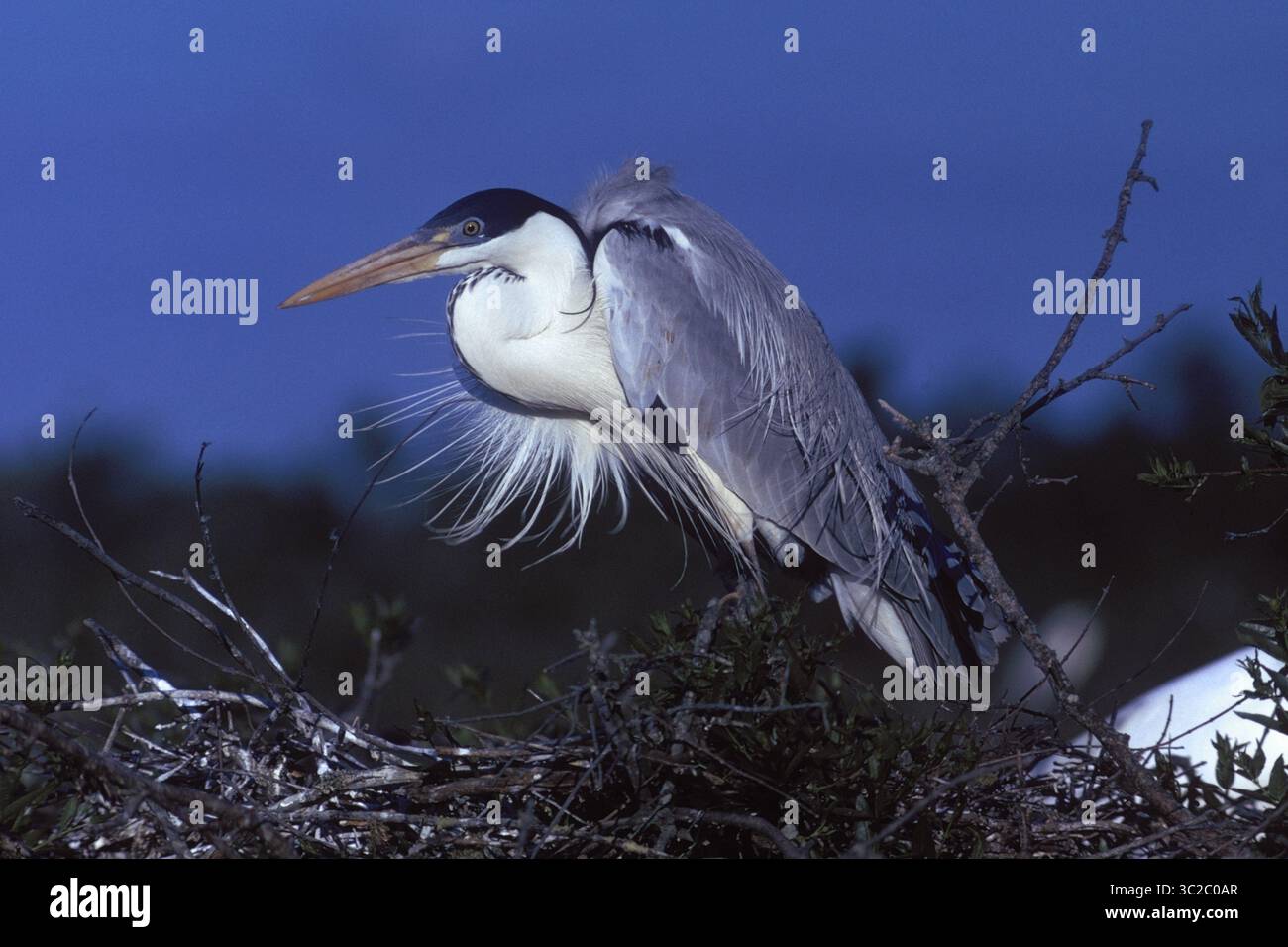 30 août 2018 - Heron Cocoi - Ardea cocoi (= Heron à cou blanc).Amérique du Sud.photographié dans une colonie de reproduction partagée avec de grandes aigrettes, cuillères de rose et d'autres oiseaux. (Crédit image : © Francois Gohier / Vwpics/VW pics via ZUMA Wire) Banque D'Images