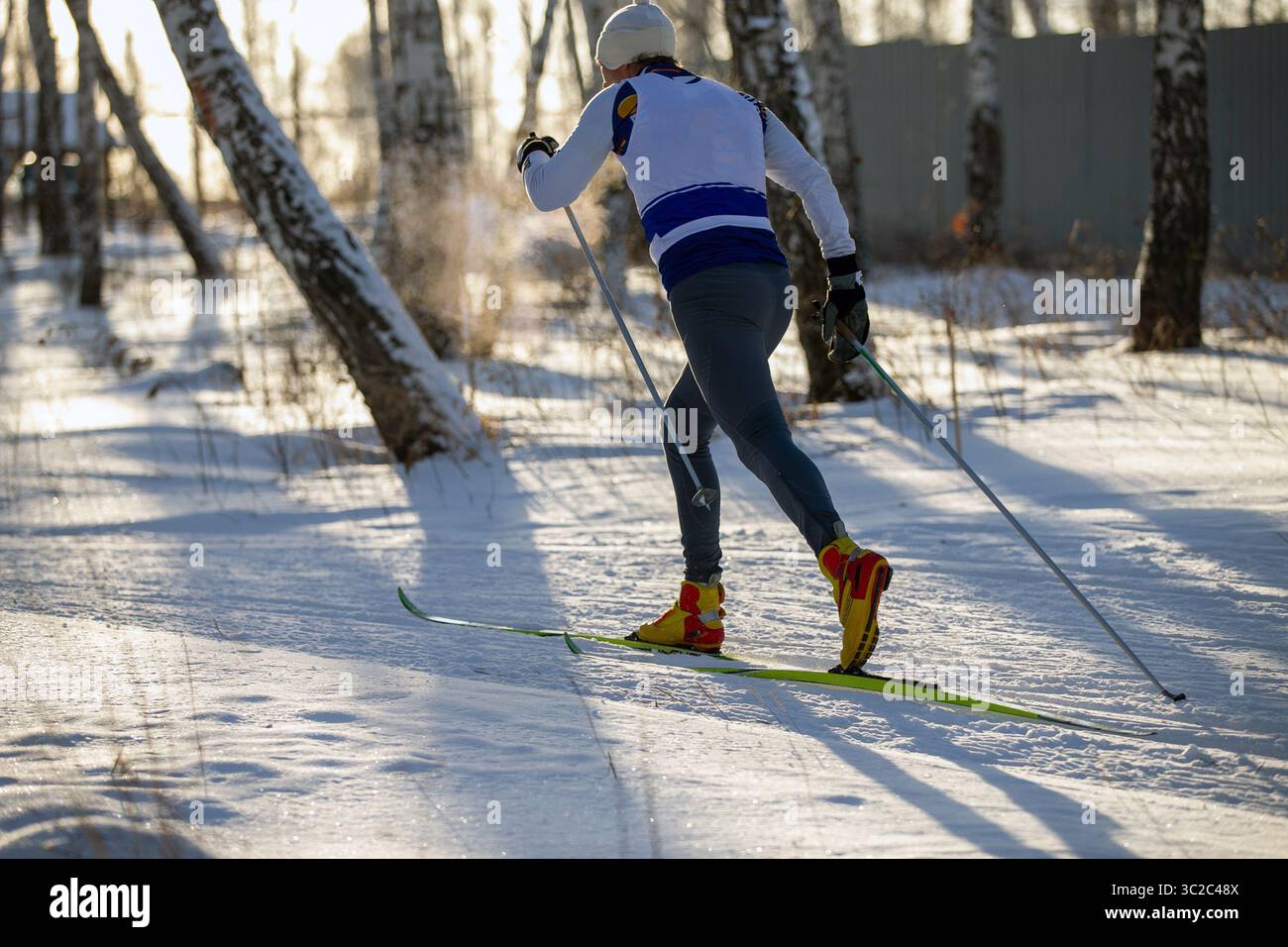 skieur vue arrière dans la forêt de bouleaux en ski de fond Banque D'Images