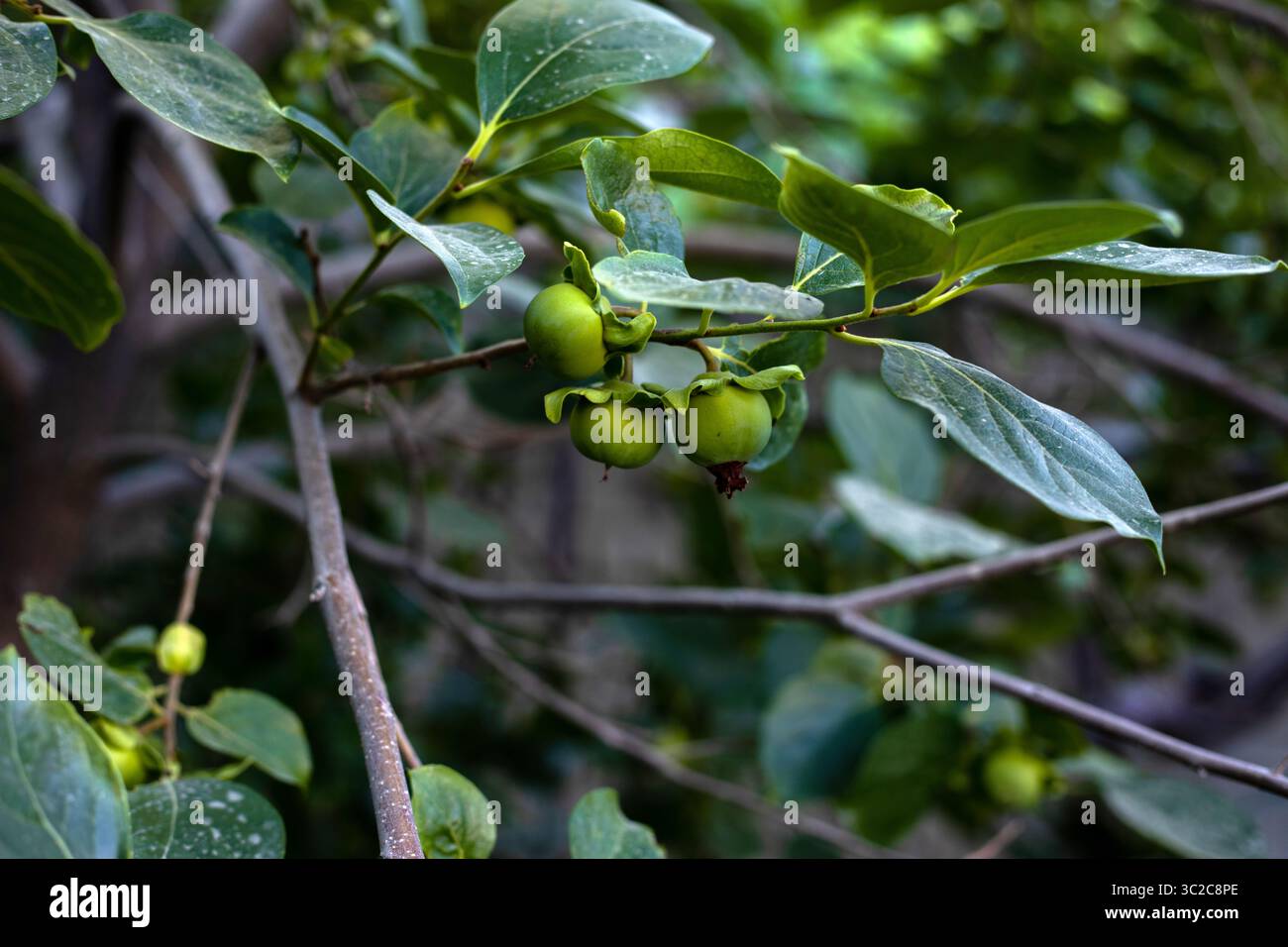 Les kaki immatures ressemblent aux tomates de l'arbre. Lorsqu'ils sont mûrs, ils sont de couleur orange et savoureux. Banque D'Images