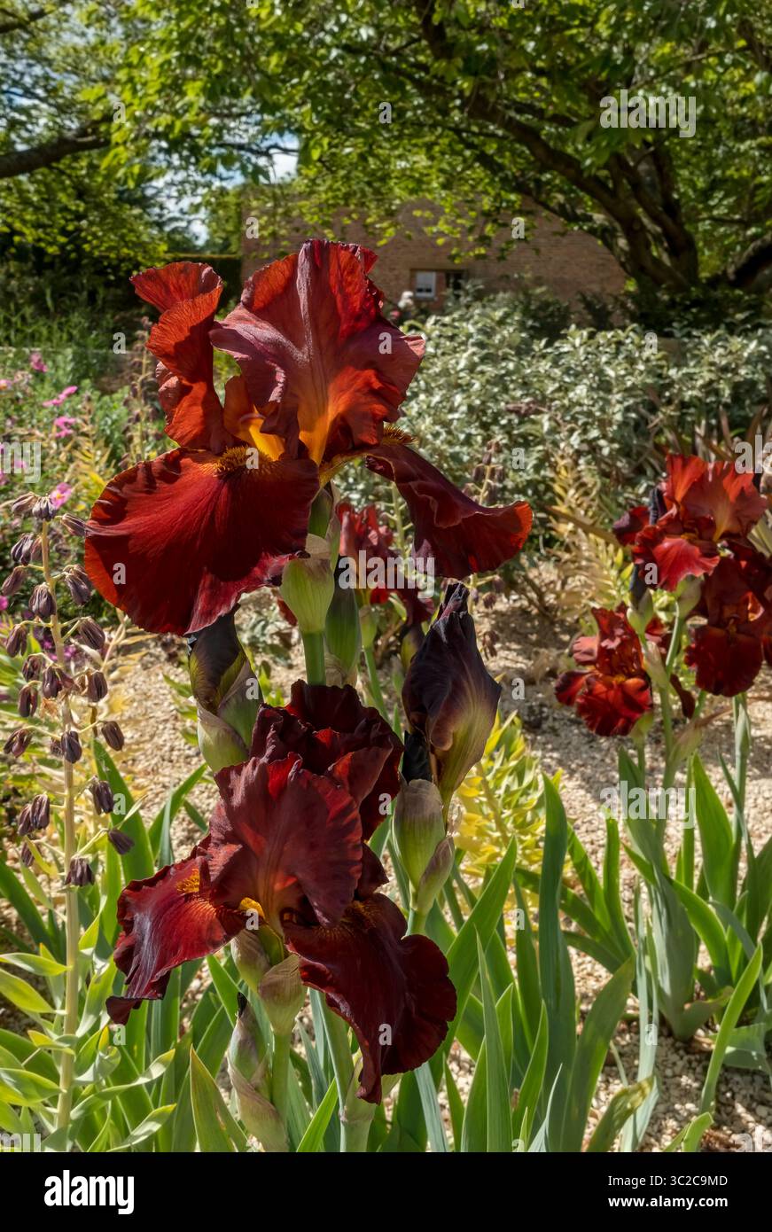 Gros plan d'iris barbu rouge foncé iris fleurs fleurissant dans le jardin en été Angleterre Royaume-Uni GB Grande-Bretagne Banque D'Images