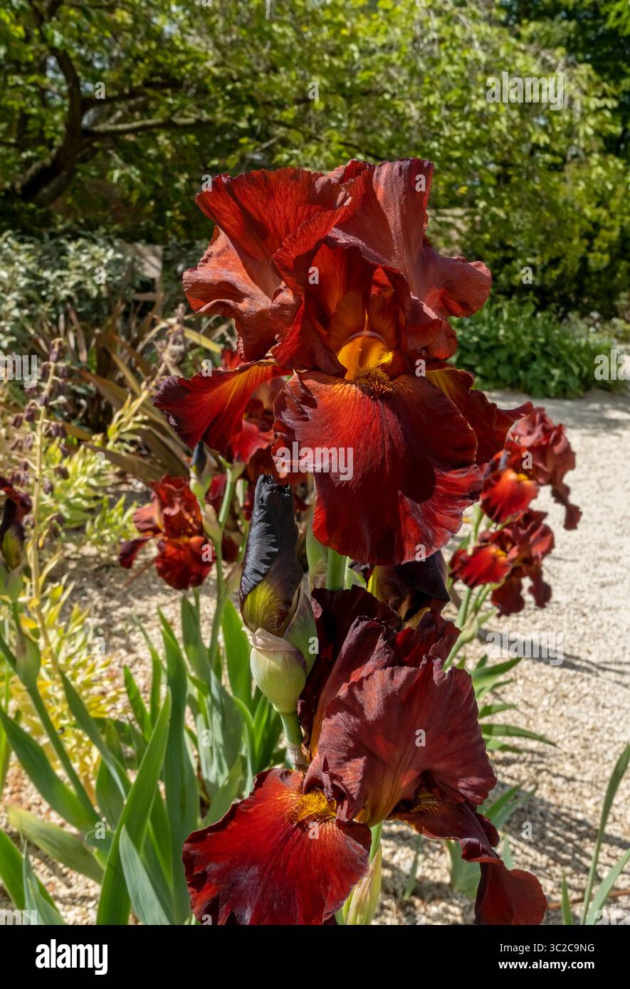 Gros plan d'iris barbu rouge foncé iris fleurs fleurissant dans le jardin en été Angleterre Royaume-Uni GB Grande-Bretagne Banque D'Images