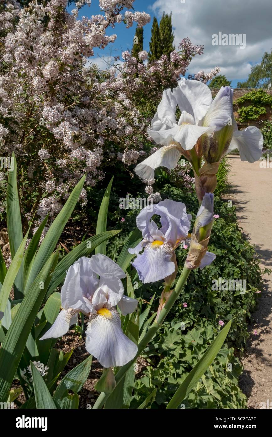 Iris barbu violet et blanc iris fleurs fleurissant dans une frontière de jardin en été Angleterre Royaume-Uni GB Grande-Bretagne Banque D'Images