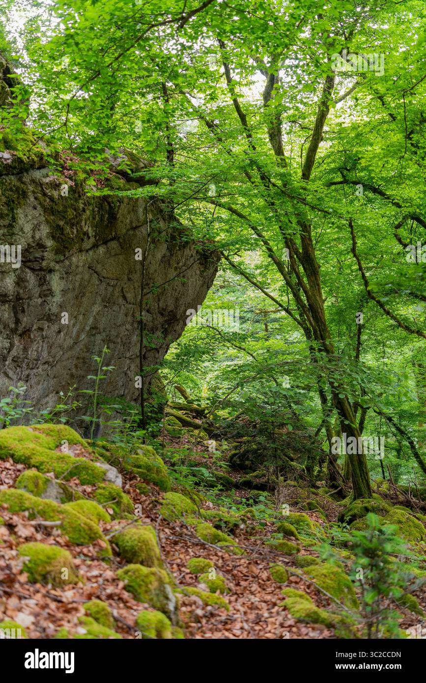 Impression de forêt vue autour de Schönau dans la Forêt Noire, une ville dans le district de Lörrach dans le Bade-Württemberg, Allemagne Banque D'Images
