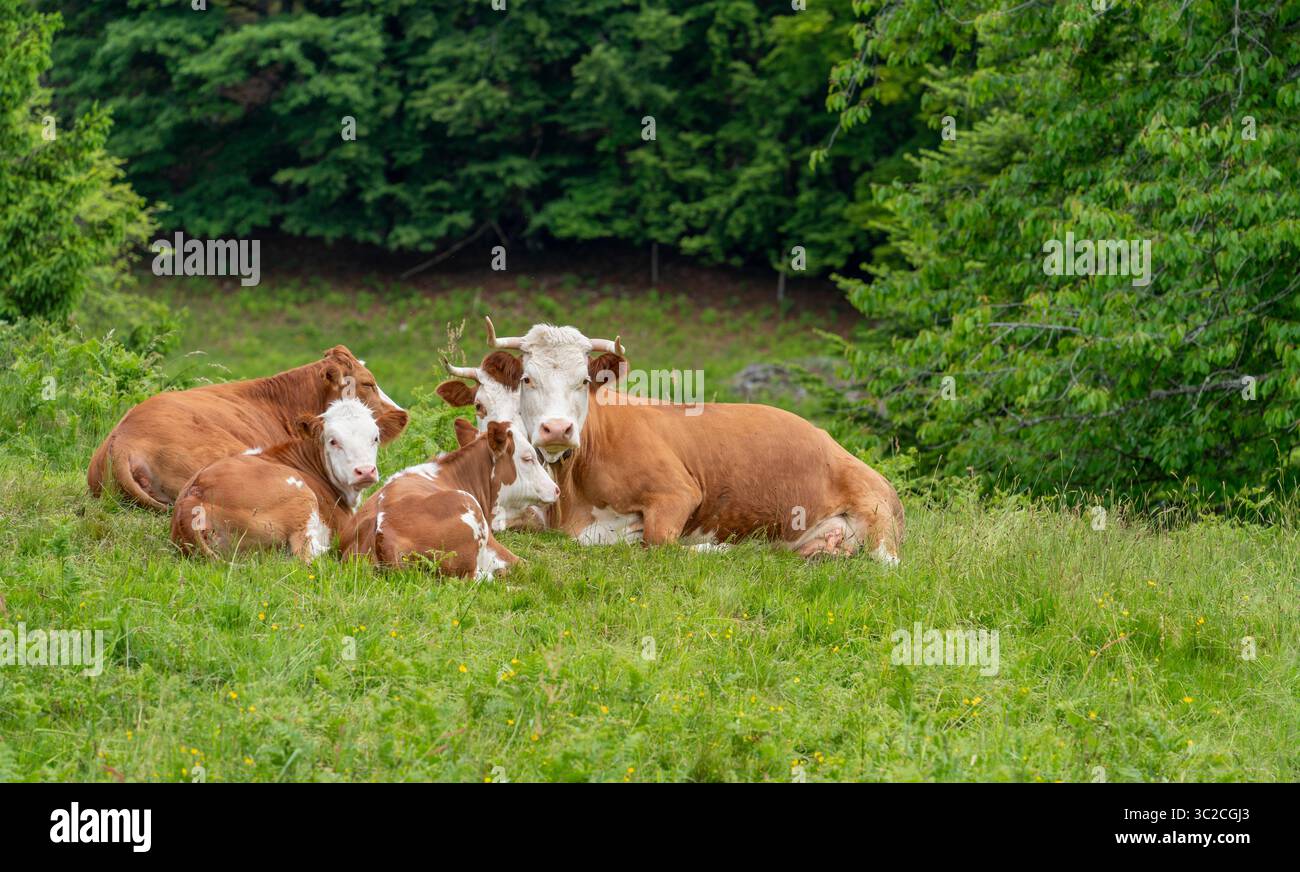 Quelques vaches au repos sur un pré vu dans la Forêt Noire dans le sud de l'Allemagne à l'heure d'été Banque D'Images
