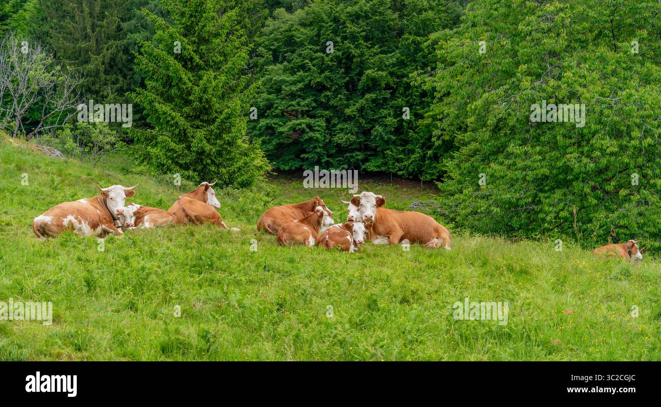 Quelques vaches au repos sur un pré vu dans la Forêt Noire dans le sud de l'Allemagne à l'heure d'été Banque D'Images