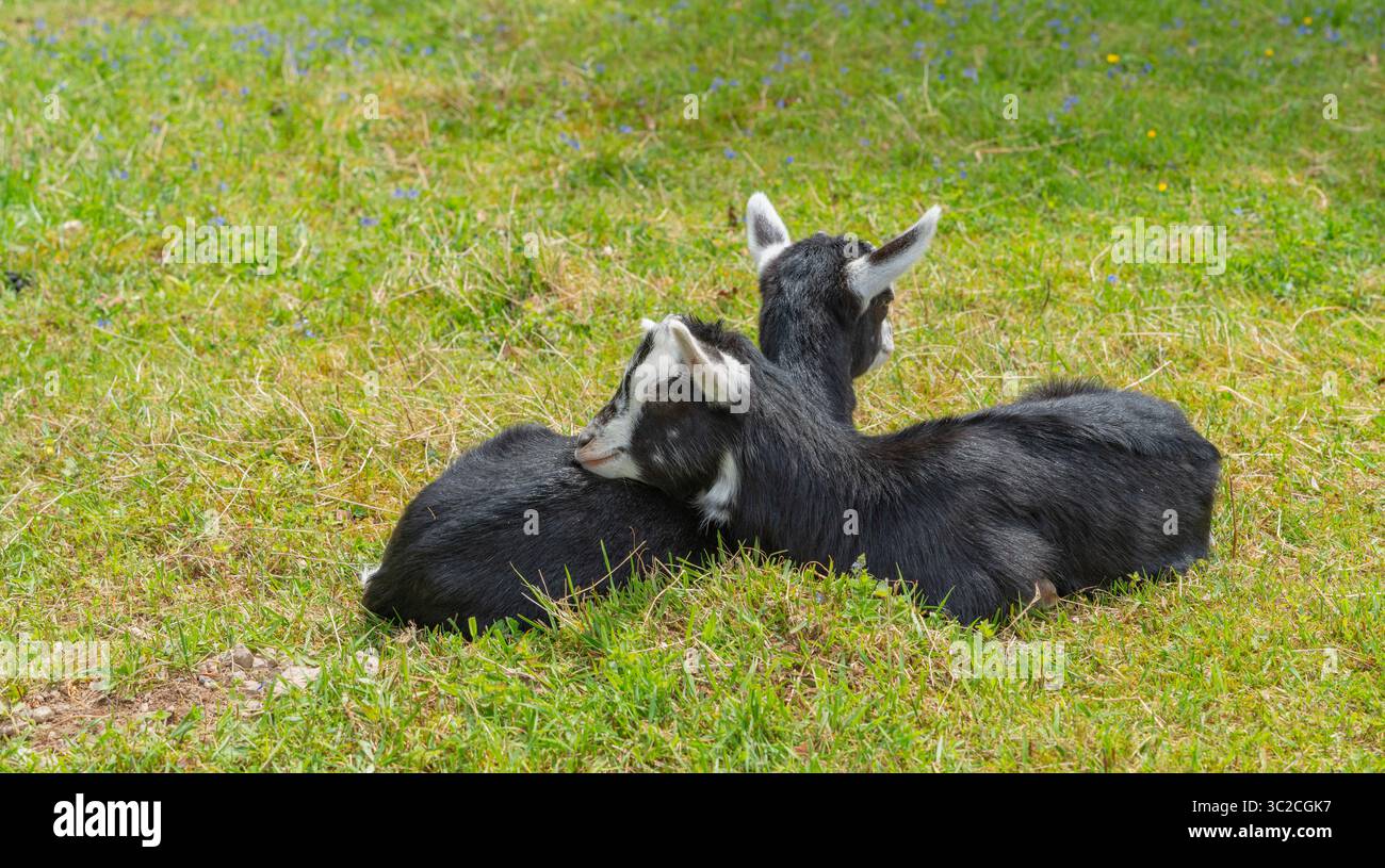 Deux chèvres noires au repos sur un pré vu dans la Forêt Noire dans le sud de l'Allemagne à l'heure d'été Banque D'Images