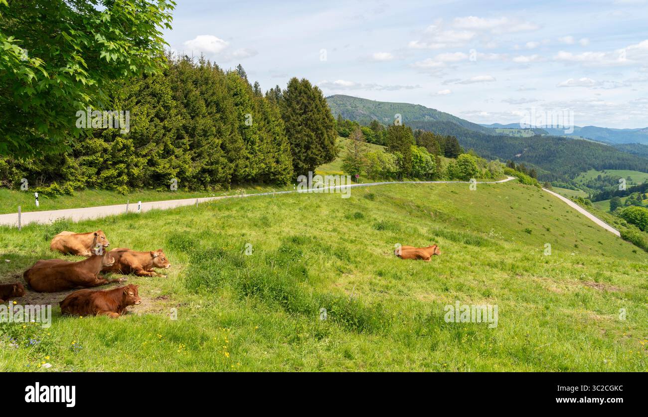 Quelques vaches brunes au repos sur un pré vu dans la Forêt Noire dans le sud de l'Allemagne à l'heure d'été Banque D'Images