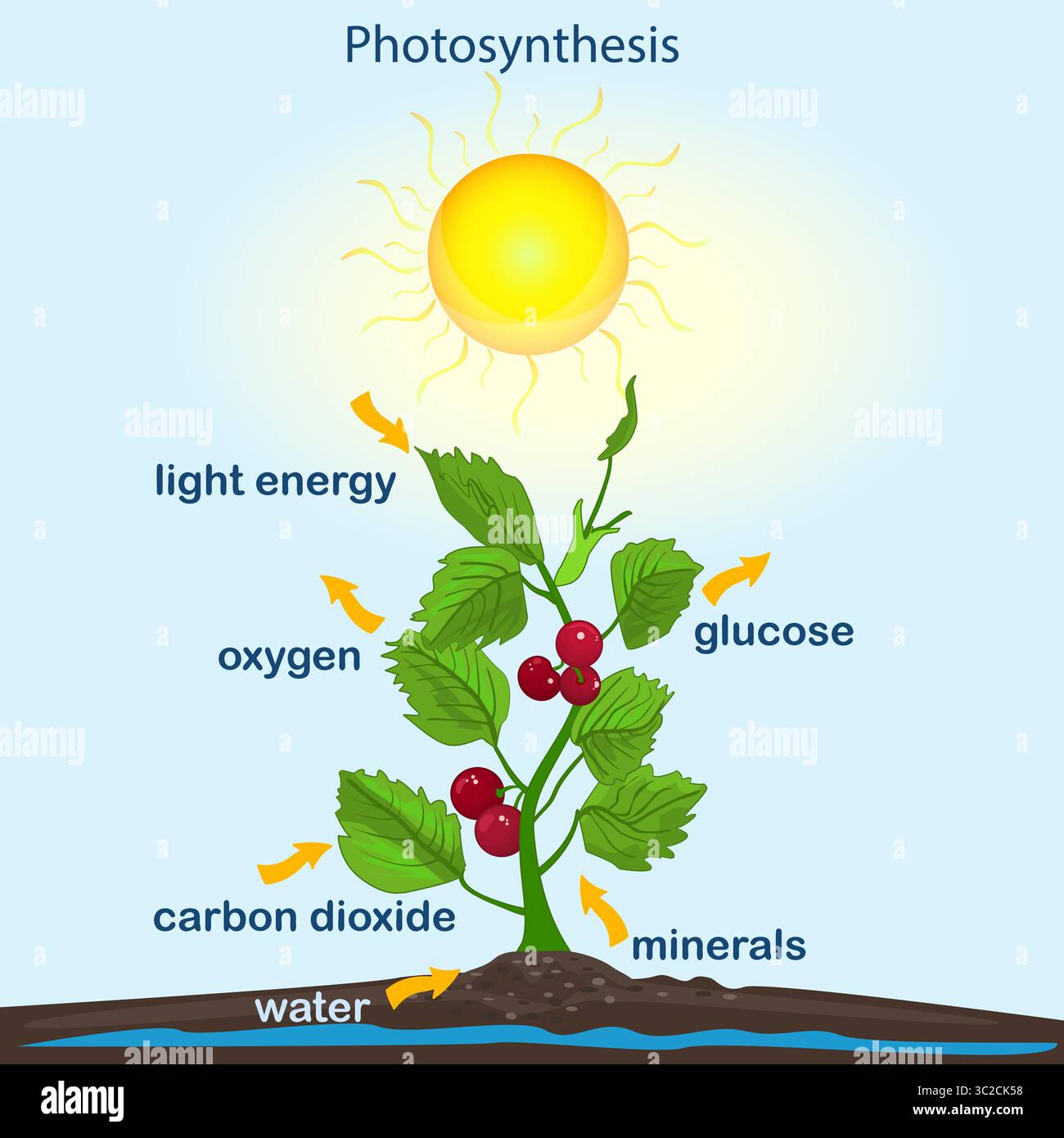 Diagramme de photosynthèse. Procédé de production d'oxygène par les plantes. Botanique éducative étiquetée. Affiche de processus de photosynthèse avec plante, texte et flèches. Vecto Illustration de Vecteur