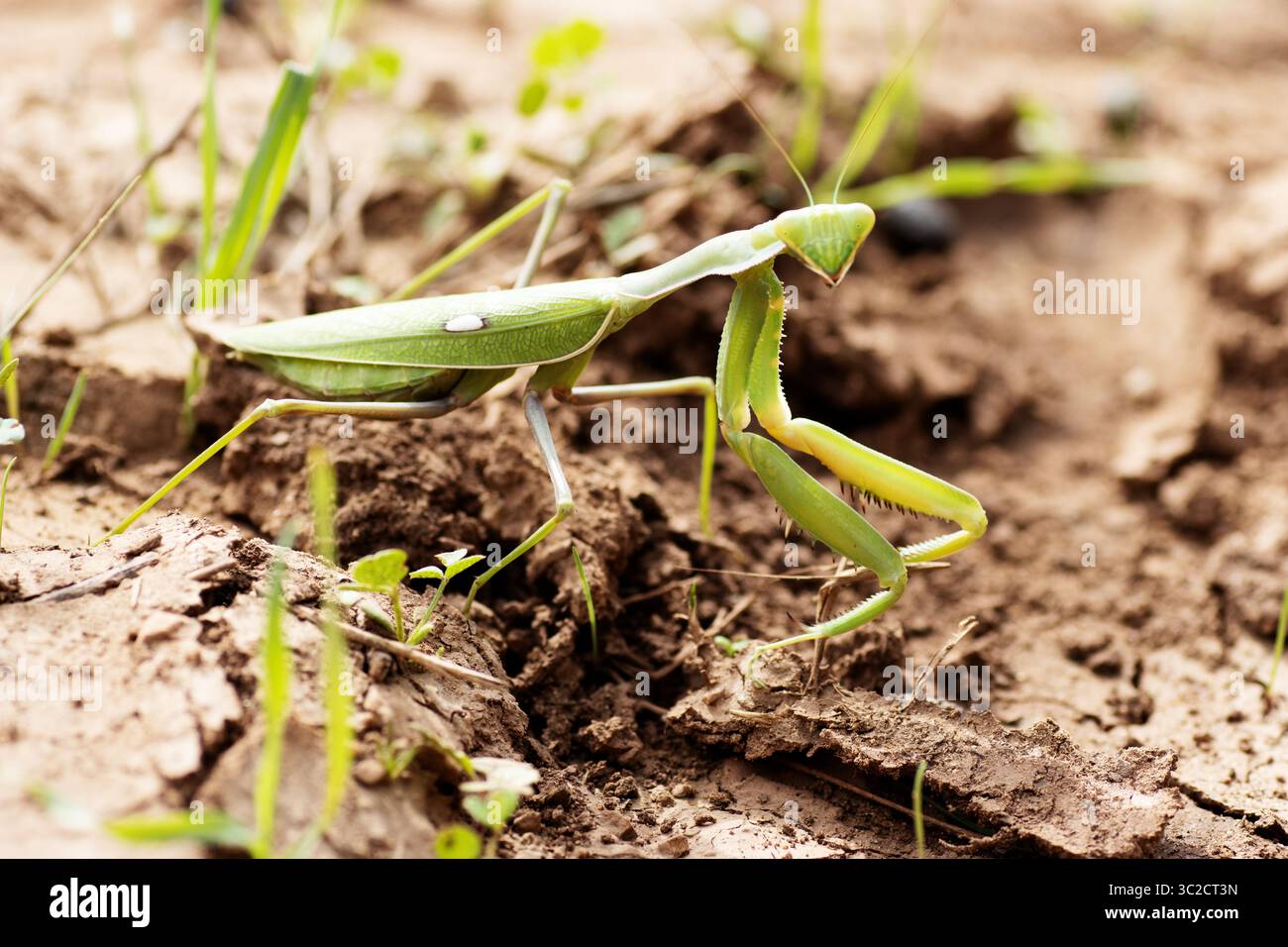 Gros plan d'une seule Mantis africaine géante (Sphodromantis viridis) Banque D'Images