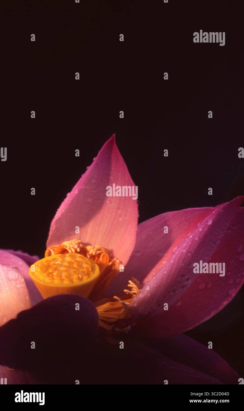 Pétales de Lotus roses avec réceptacle Dew-Kissed en lumière basse Banque D'Images