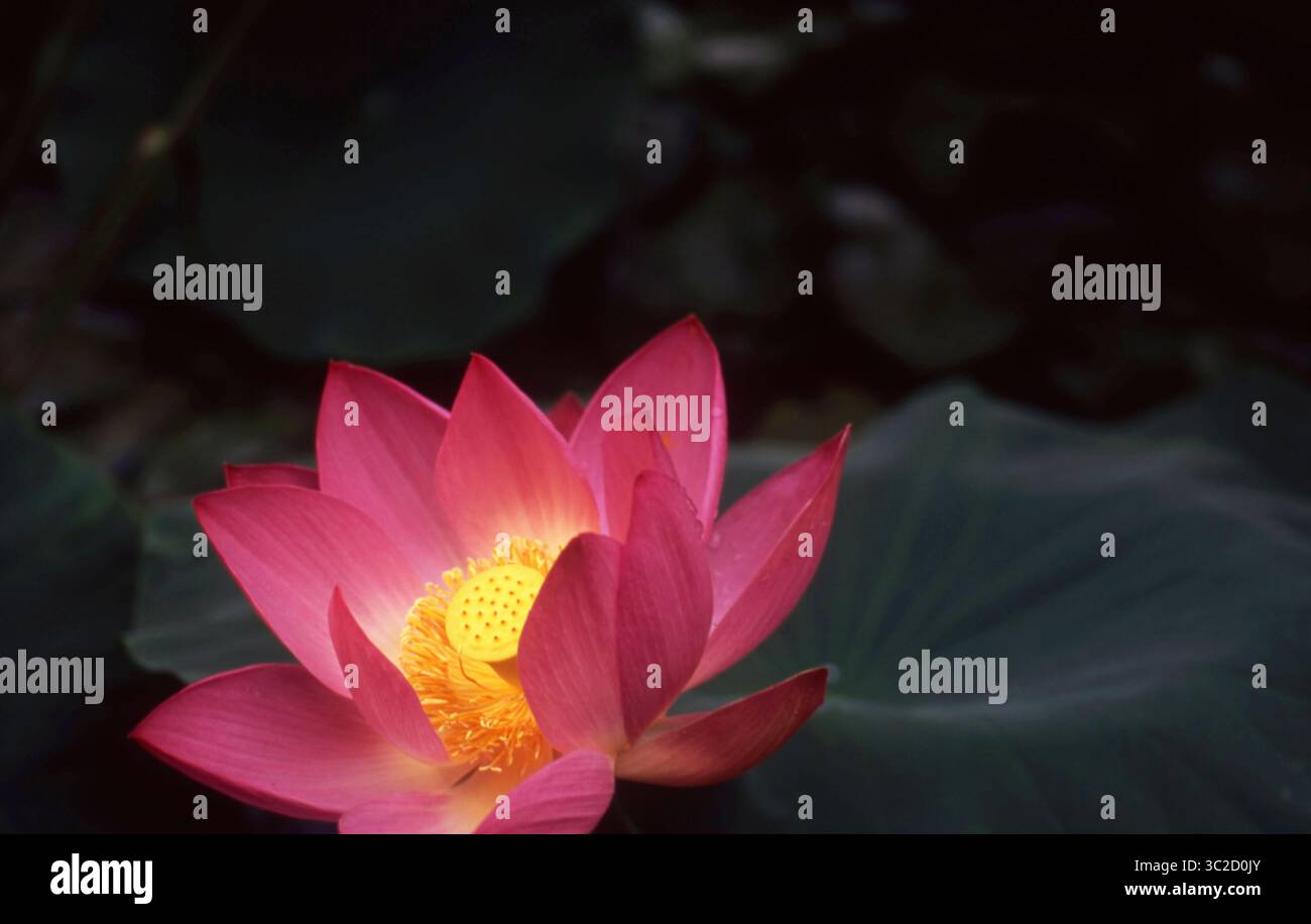 Fleur de Lotus rose radieuse avec Golden Seed Pod contre les feuilles vertes profondes Banque D'Images