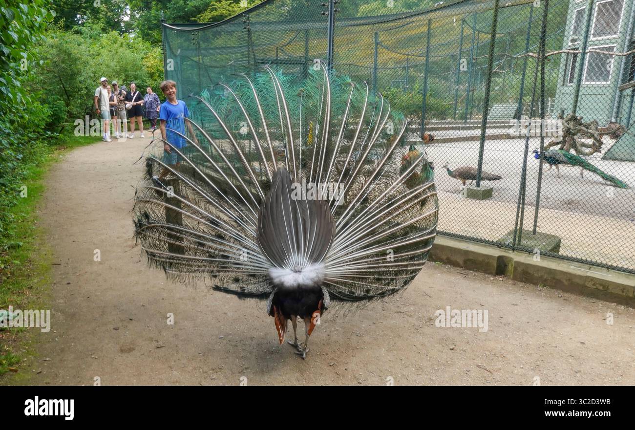 Pfau schlägt Rad, Voliere, Pfaueninsel, Ortsteil Wannsee, Bezirk Steglitz-Zehlendorf, Berlin, Deutschland Banque D'Images