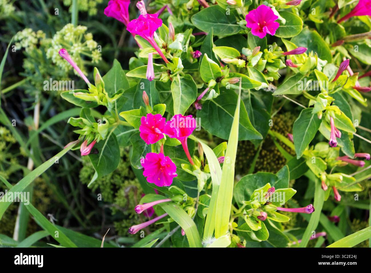 Merveille rose du Pérou ou fleur de quatre heures (mirabilis jalapa) poussant à l'état sauvage à Minorque Banque D'Images