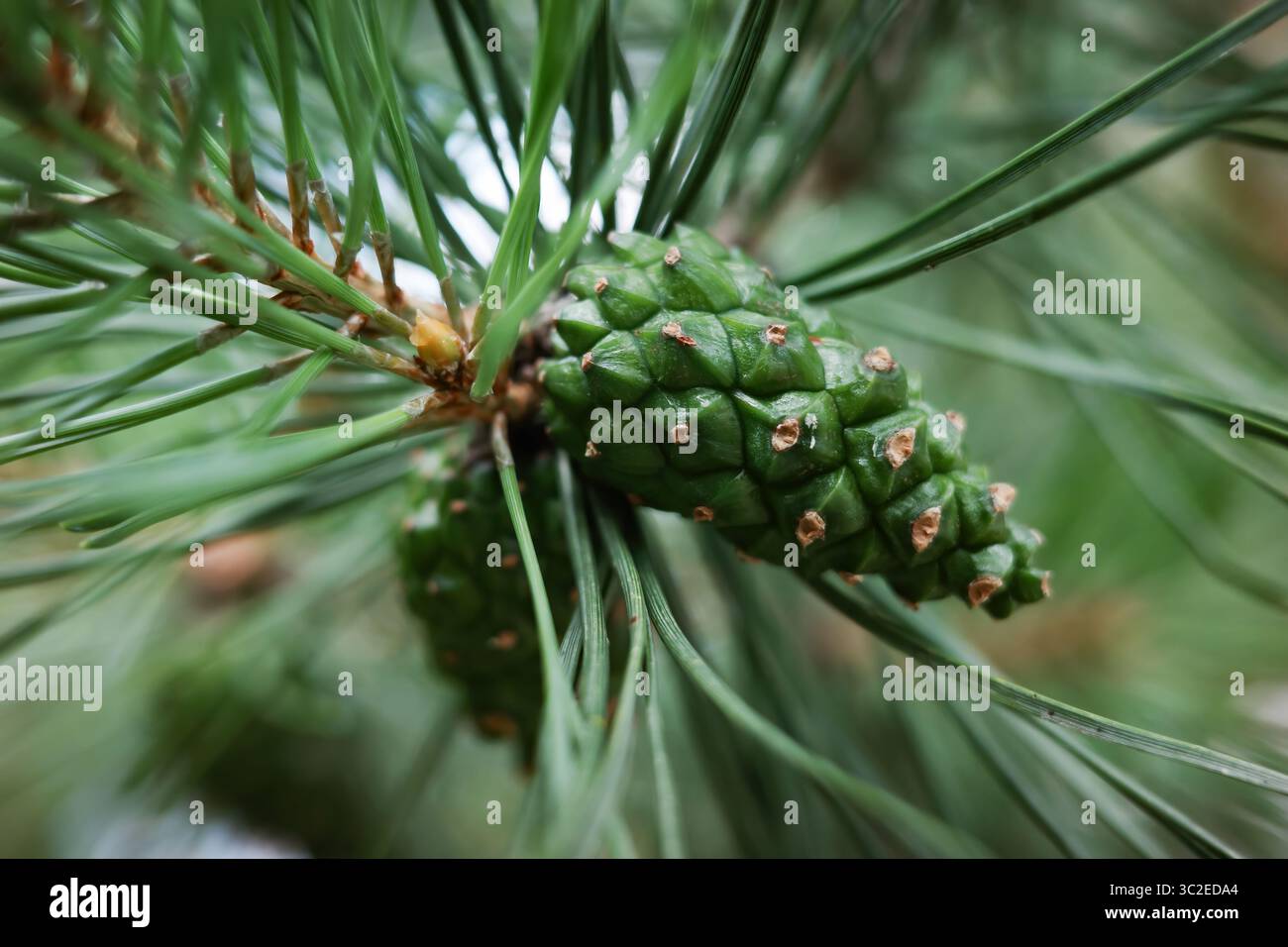 Une pomme de pin est représentée au premier plan d'un arbre. La pomme de pin est verte et a une pointe brune Banque D'Images
