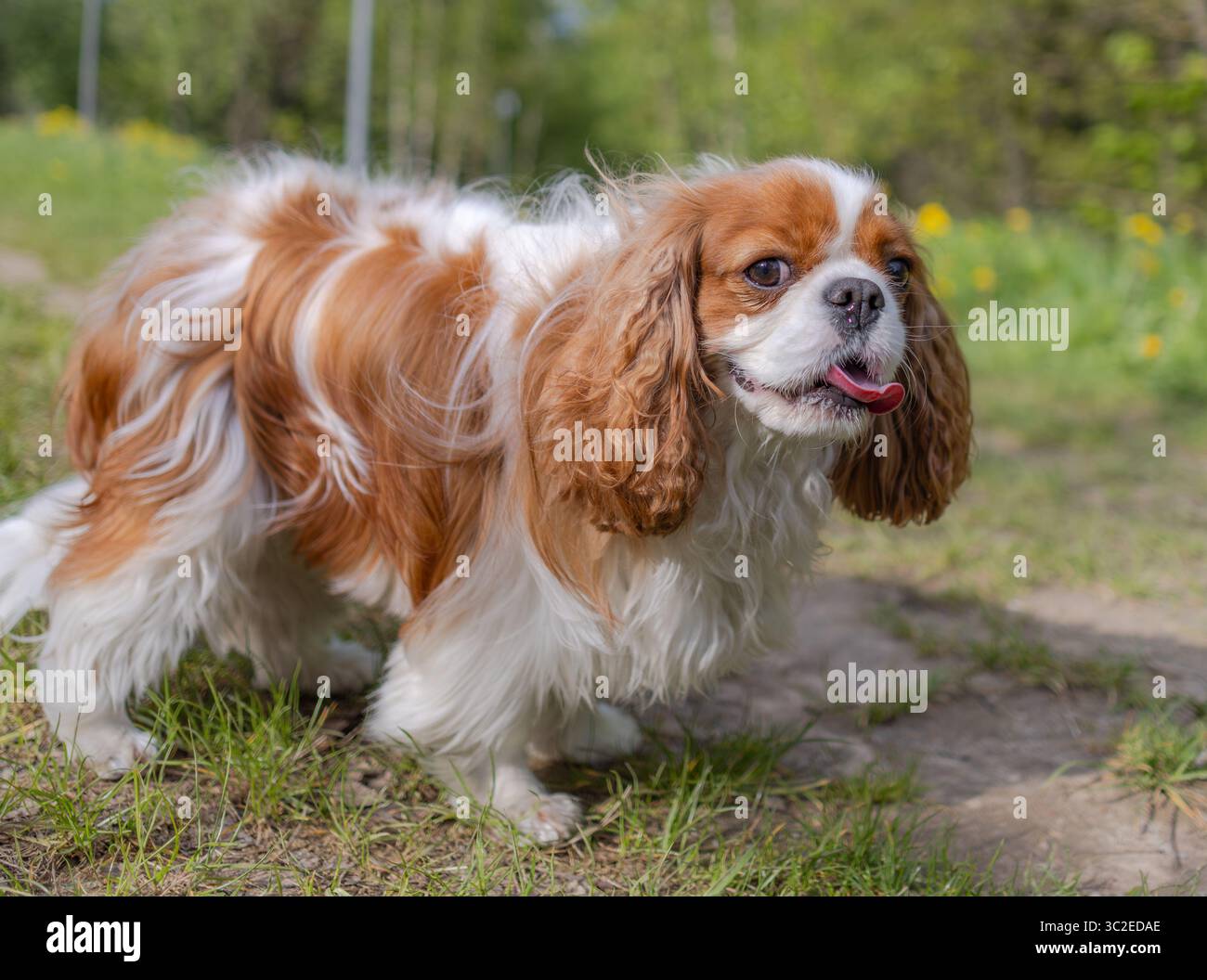 Chien Cavalier King Charles Spaniel lors d'une promenade dans le parc d'été. Banque D'Images