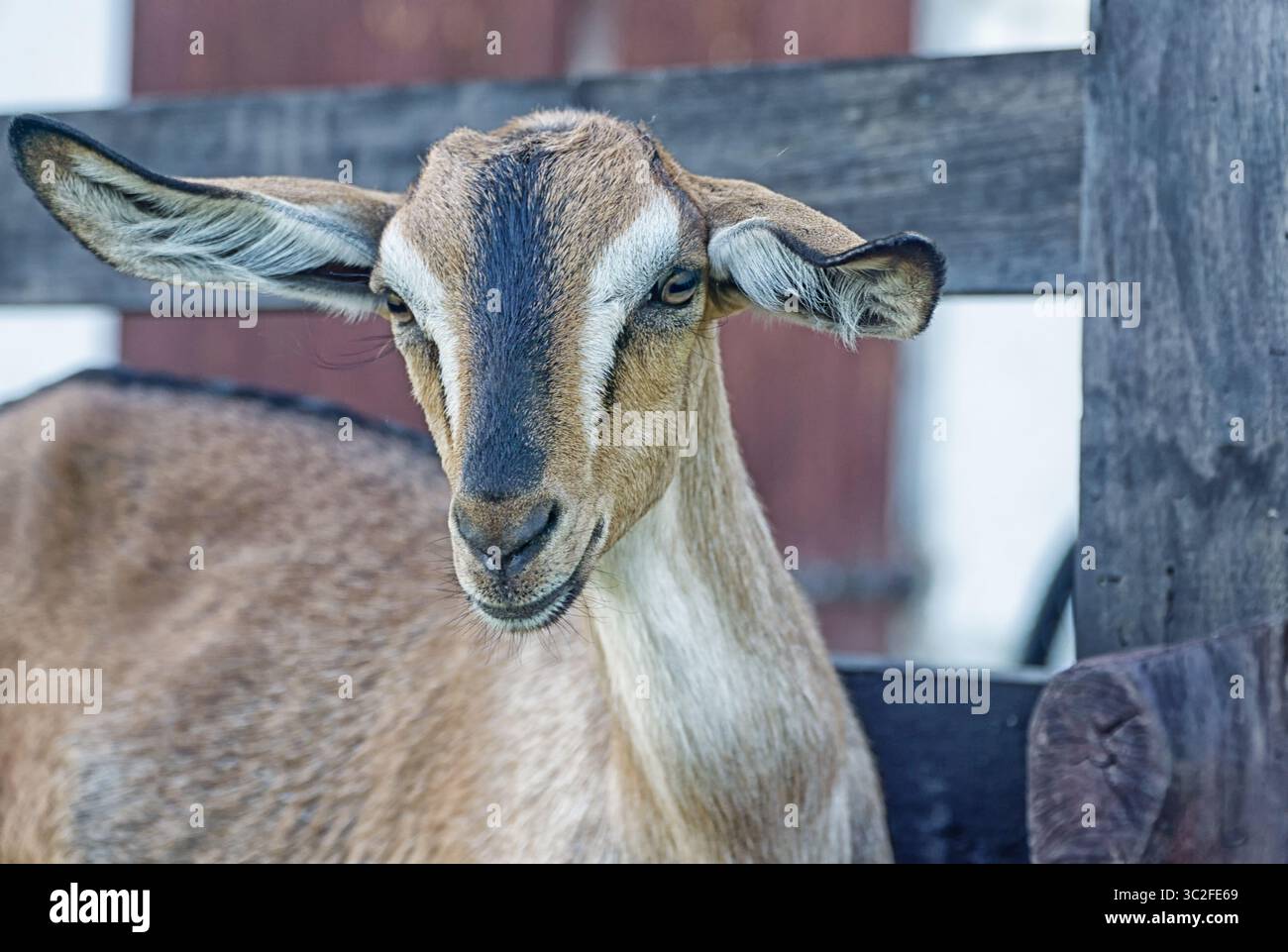 Portrait de jeune chèvre domestique (Capra hircus). Gros plan de la tête de chèvre grise. Banque D'Images