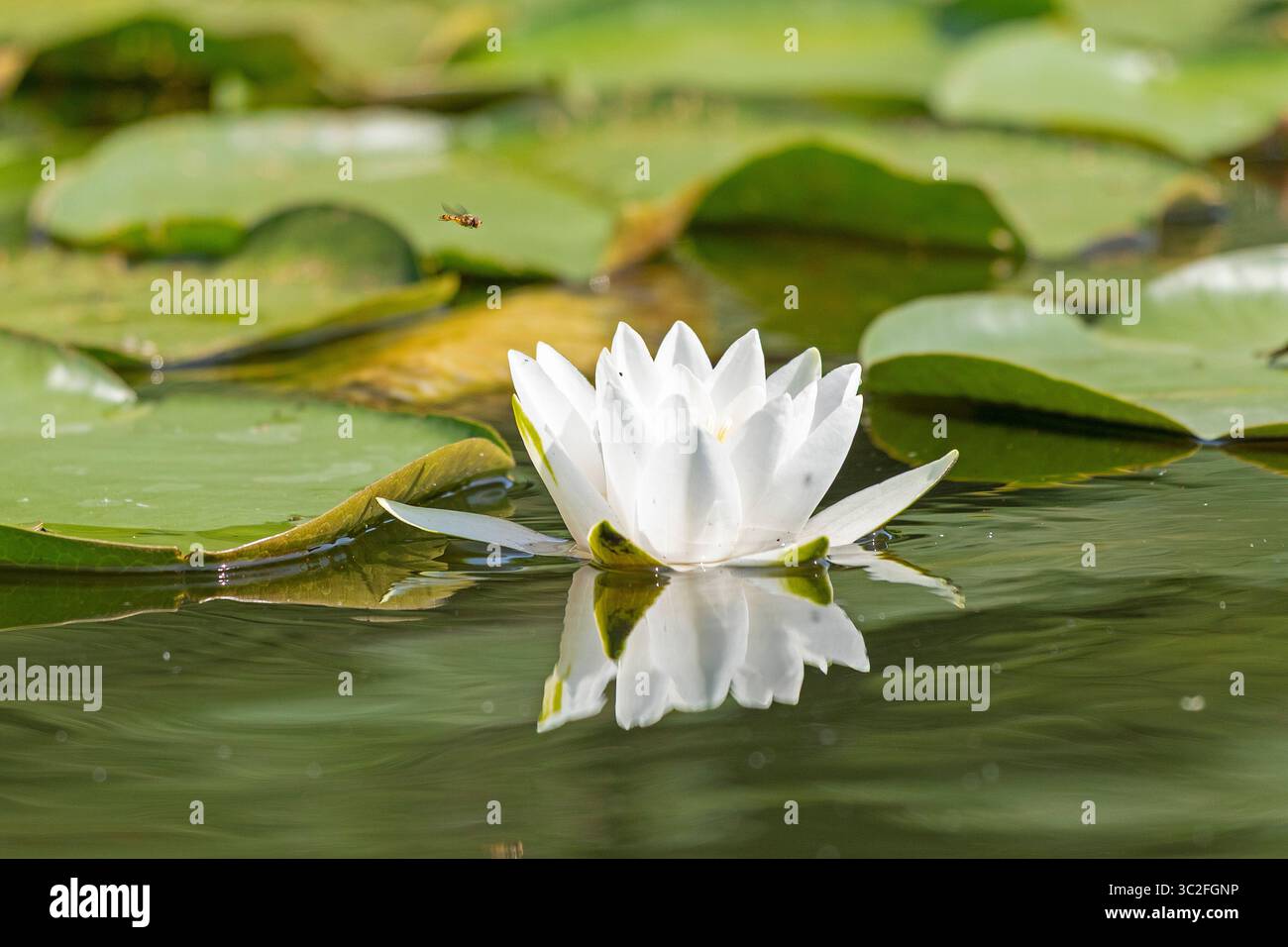 Nénuphar (Nymphaea alba), lac Leppin, lacs Mecklembourg, Mecklembourg-Poméranie occidentale, Allemagne Banque D'Images