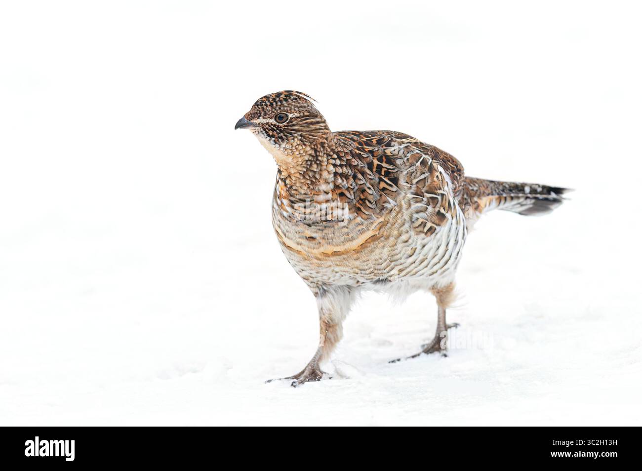 Grouse ruffé en gros plan se promenant dans la neige d'hiver à Ottawa, Canada Banque D'Images