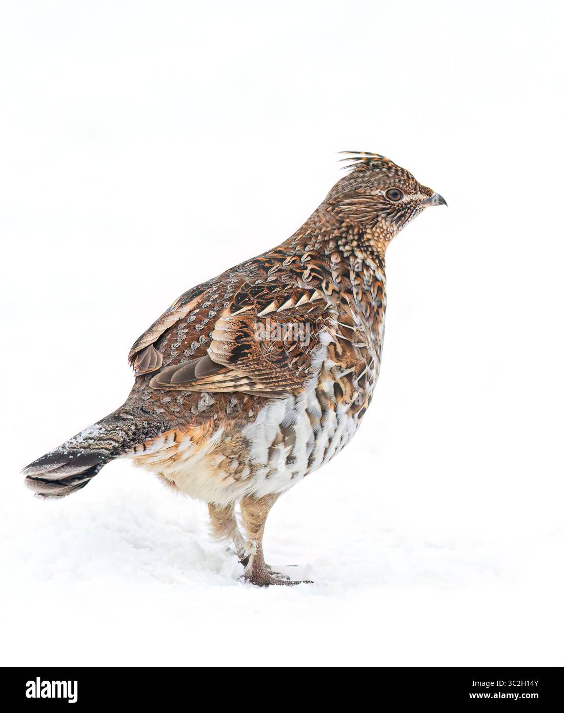 Grouse ruffé en gros plan se promenant dans la neige d'hiver à Ottawa, Canada Banque D'Images