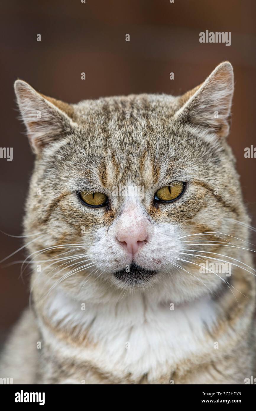 Portrait rapproché d'un grand chat tabby errant domestique (mâle) avec des yeux dorés. Il a récemment été adopté comme chat communautaire de Presteigne, Powys Banque D'Images