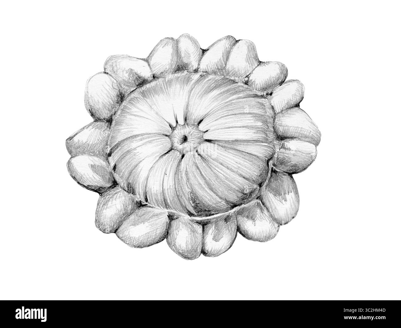 jeune courge pattypan dessinée au crayon sur fond blanc Banque D'Images