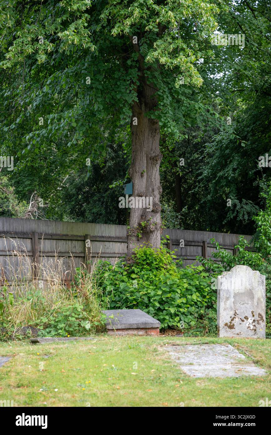 Un grand arbre dans un cimetière avec un nichoir attaché et qui est entouré de pierres tombales.. Banque D'Images Un grand arbre dans un cimetière avec un nichoir attaché et qui est entouré de pierres tombales.. Banque D'Images