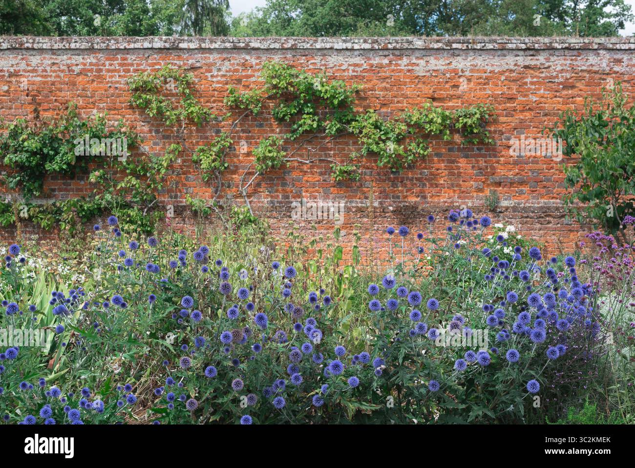 Jardin clos Angleterre, vue en été d'une section du jardin clos vintage dans Markshall Estate, Coggeshall, Essex, Angleterre, Royaume-Uni. Banque D'Images